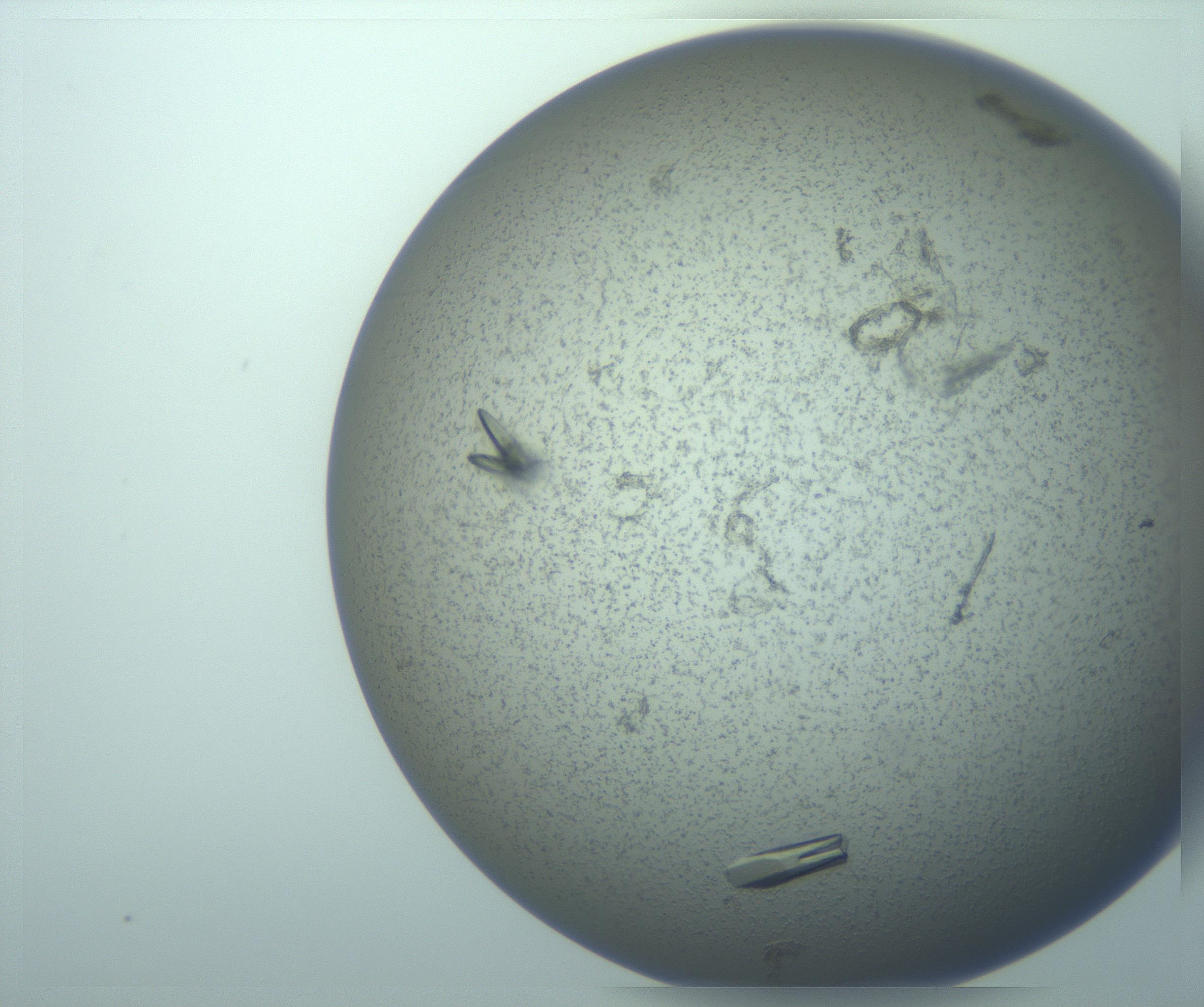 RI01_03_000_0212_Proj1_Clon1_MC_0000MC103271_004_170215_08_06_01_00_99_002_001_RAI.jpg