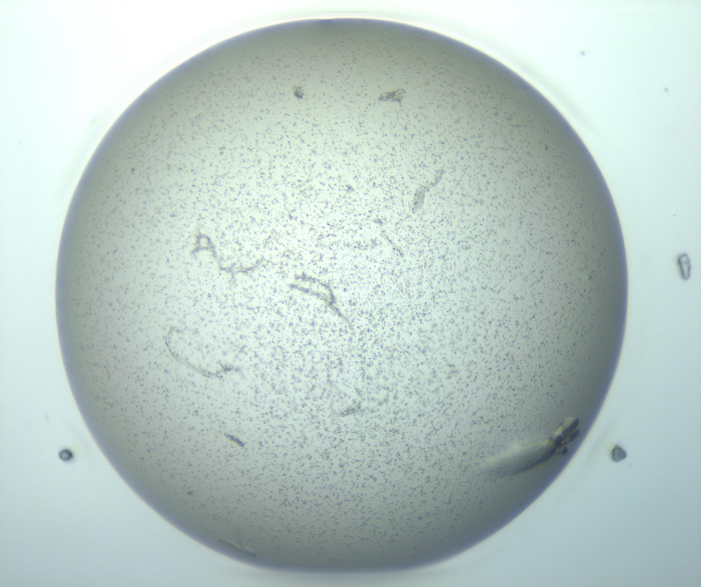 RI01_03_000_0212_Proj1_Clon1_MC_0000MC103271_004_170215_11_03_01_00_99_002_001_RAI.jpg