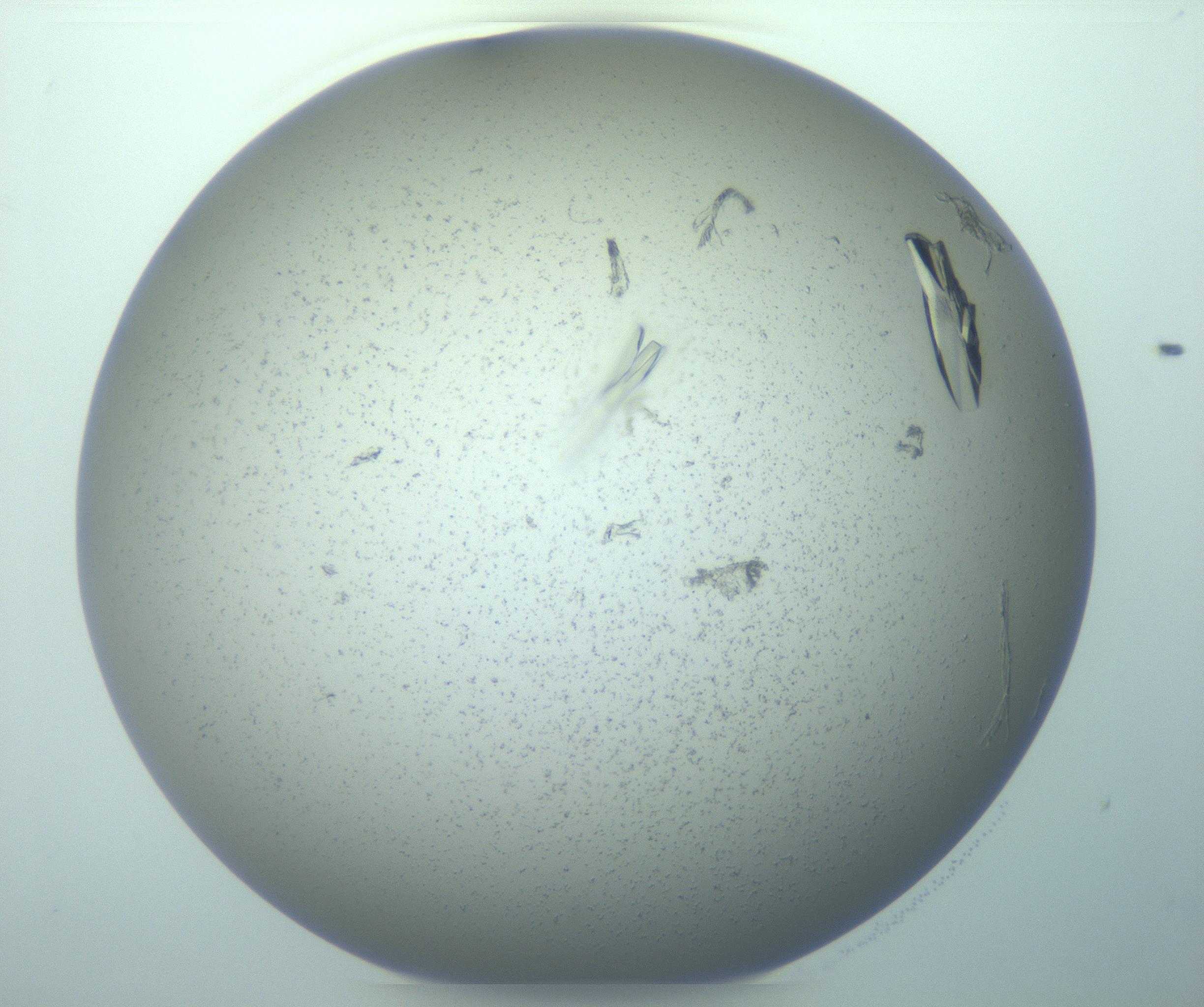 RI01_03_000_0212_Proj1_Clon1_MC_0000MC103271_004_170215_11_05_01_00_99_002_001_RAI.jpg