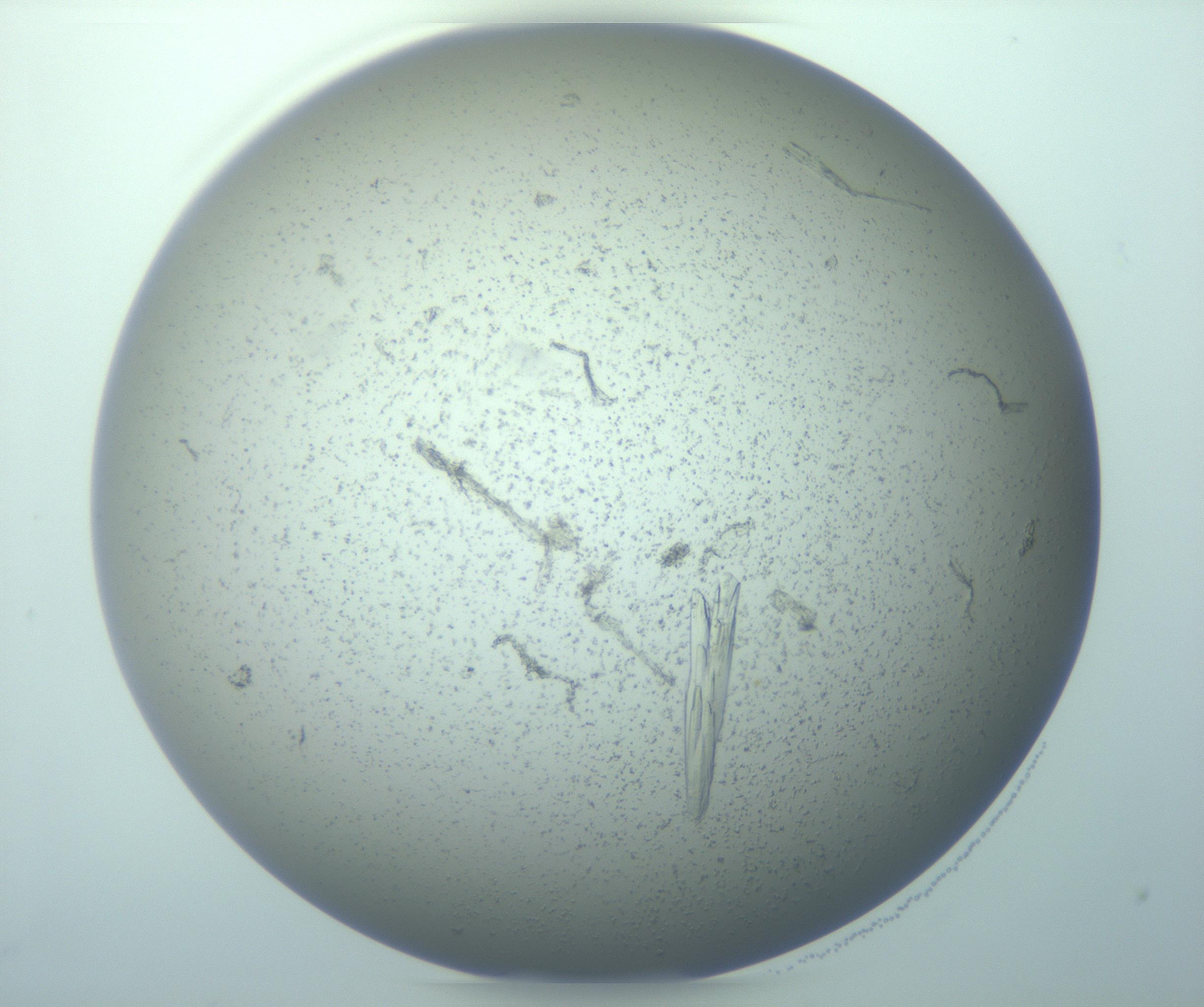 RI01_03_000_0212_Proj1_Clon1_MC_0000MC103271_006_170220_10_06_01_00_99_002_001_RAI.jpg
