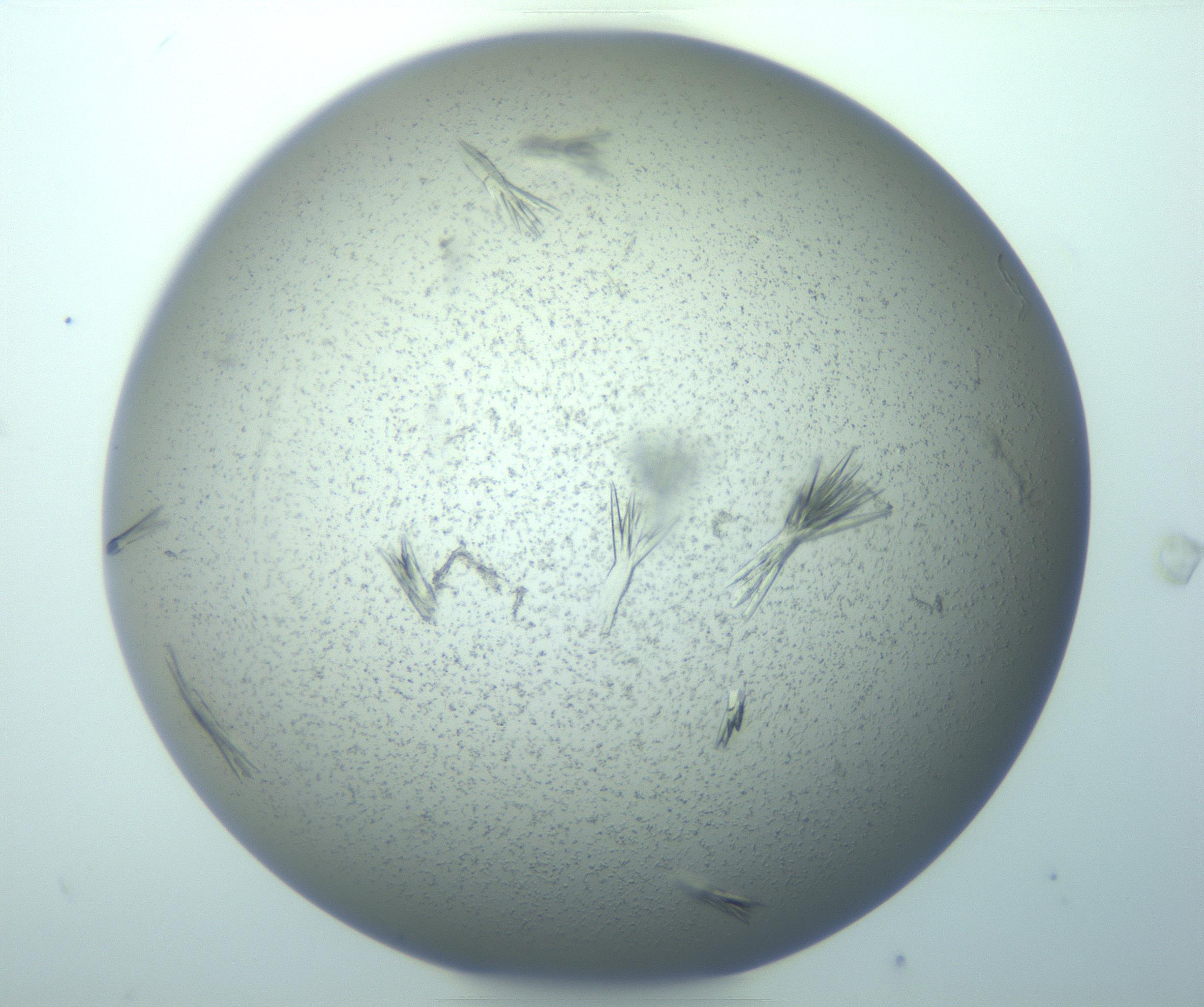RI01_03_000_0212_Proj1_Clon1_MC_0000MC103271_006_170220_10_07_01_00_99_002_001_RAI.jpg