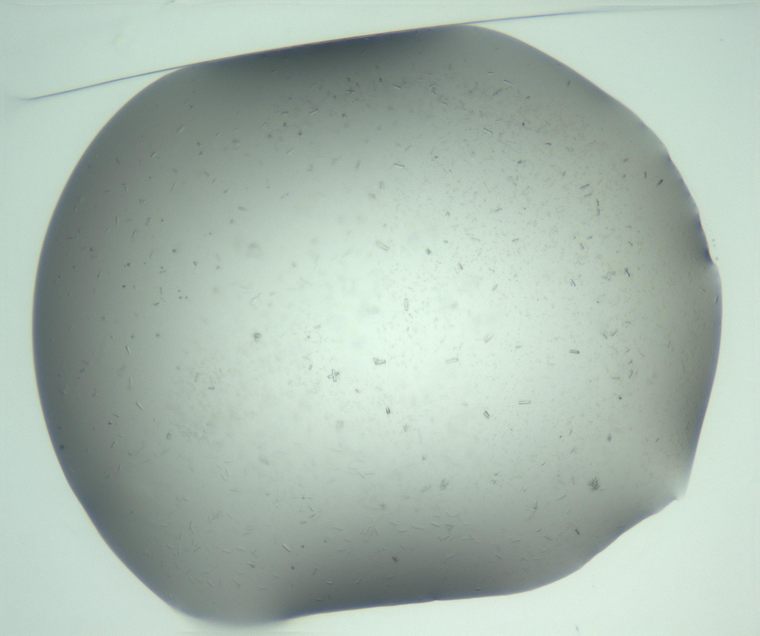 RI01_03_000_0212_Proj1_Clon1_MC_0000MC103274_002_170214_01_01_01_00_99_002_001_RAI.jpg