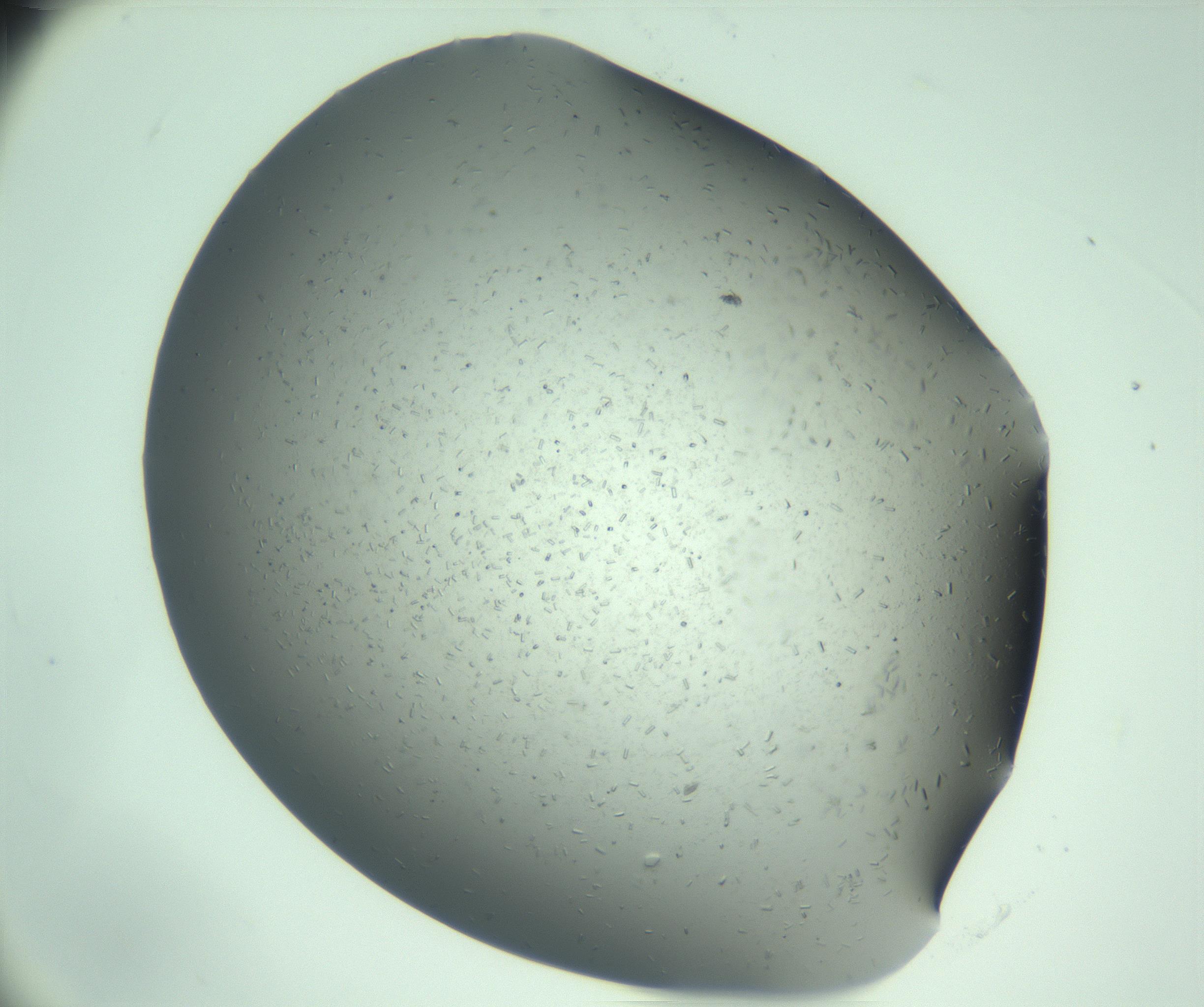 RI01_03_000_0212_Proj1_Clon1_MC_0000MC103274_002_170214_01_01_02_00_99_002_001_RAI.jpg