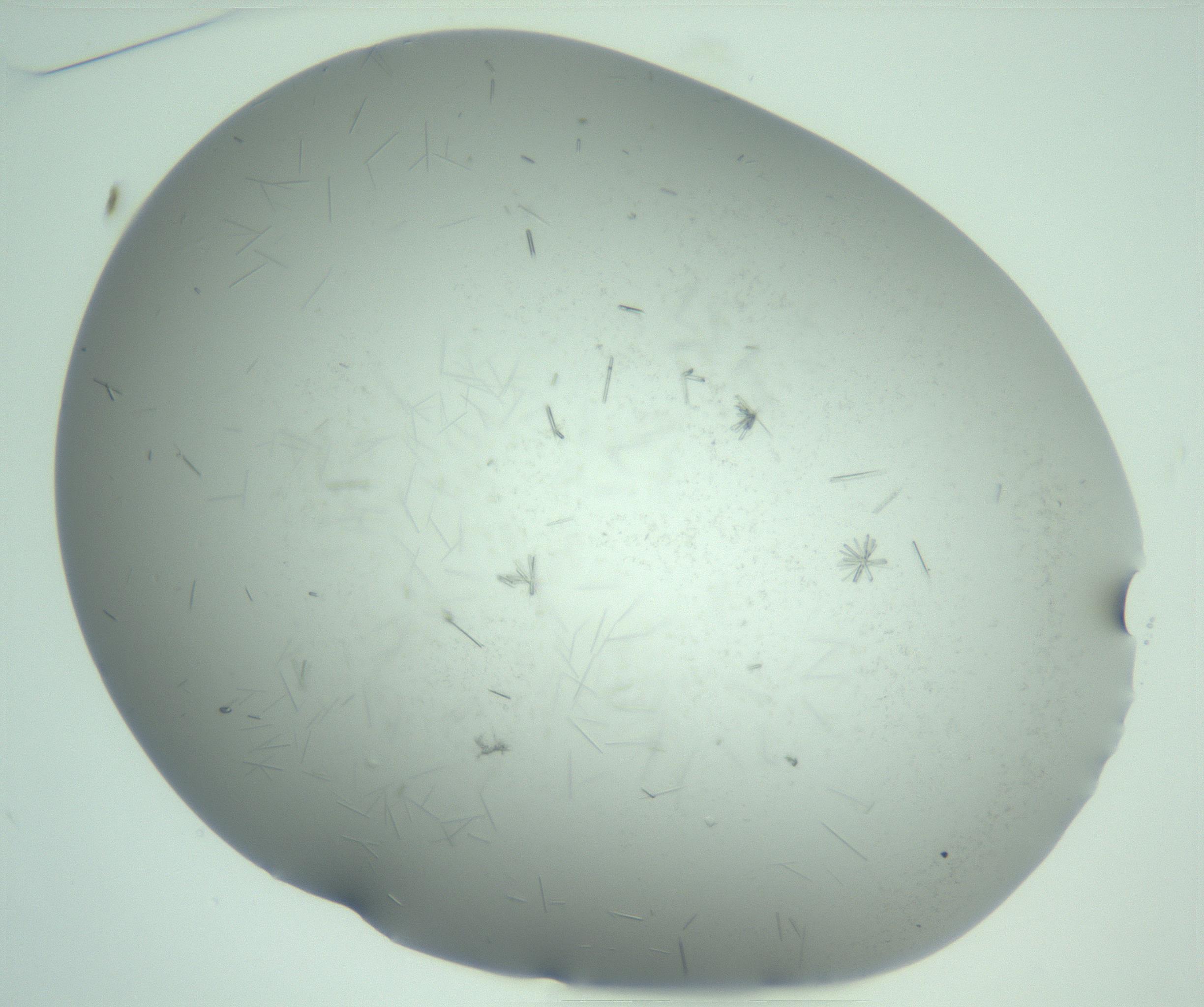 RI01_03_000_0212_Proj1_Clon1_MC_0000MC103274_002_170214_01_02_01_00_99_002_001_RAI.jpg