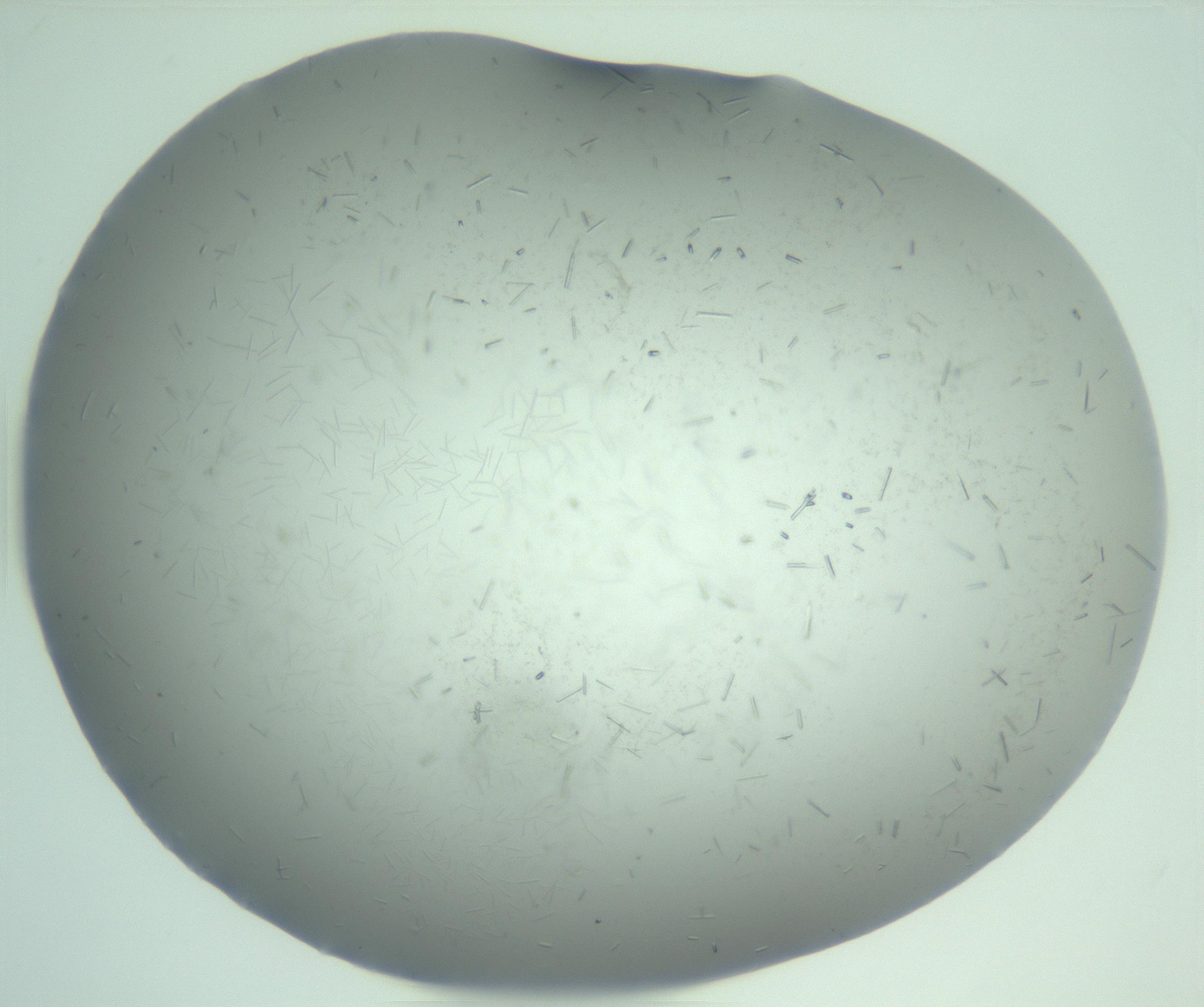 RI01_03_000_0212_Proj1_Clon1_MC_0000MC103274_002_170214_01_04_01_00_99_002_001_RAI.jpg