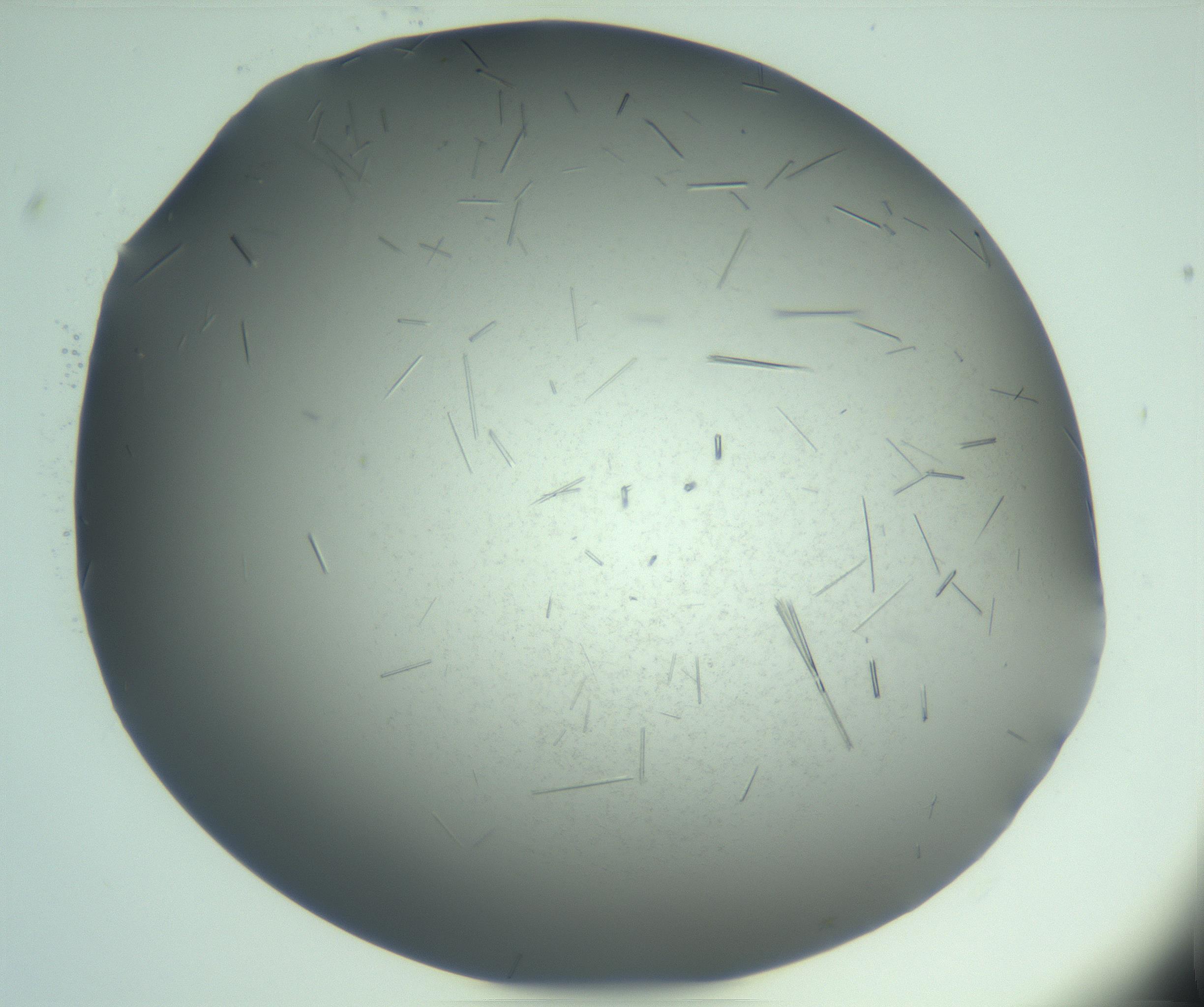 RI01_03_000_0212_Proj1_Clon1_MC_0000MC103274_002_170214_01_04_02_00_99_002_001_RAI.jpg