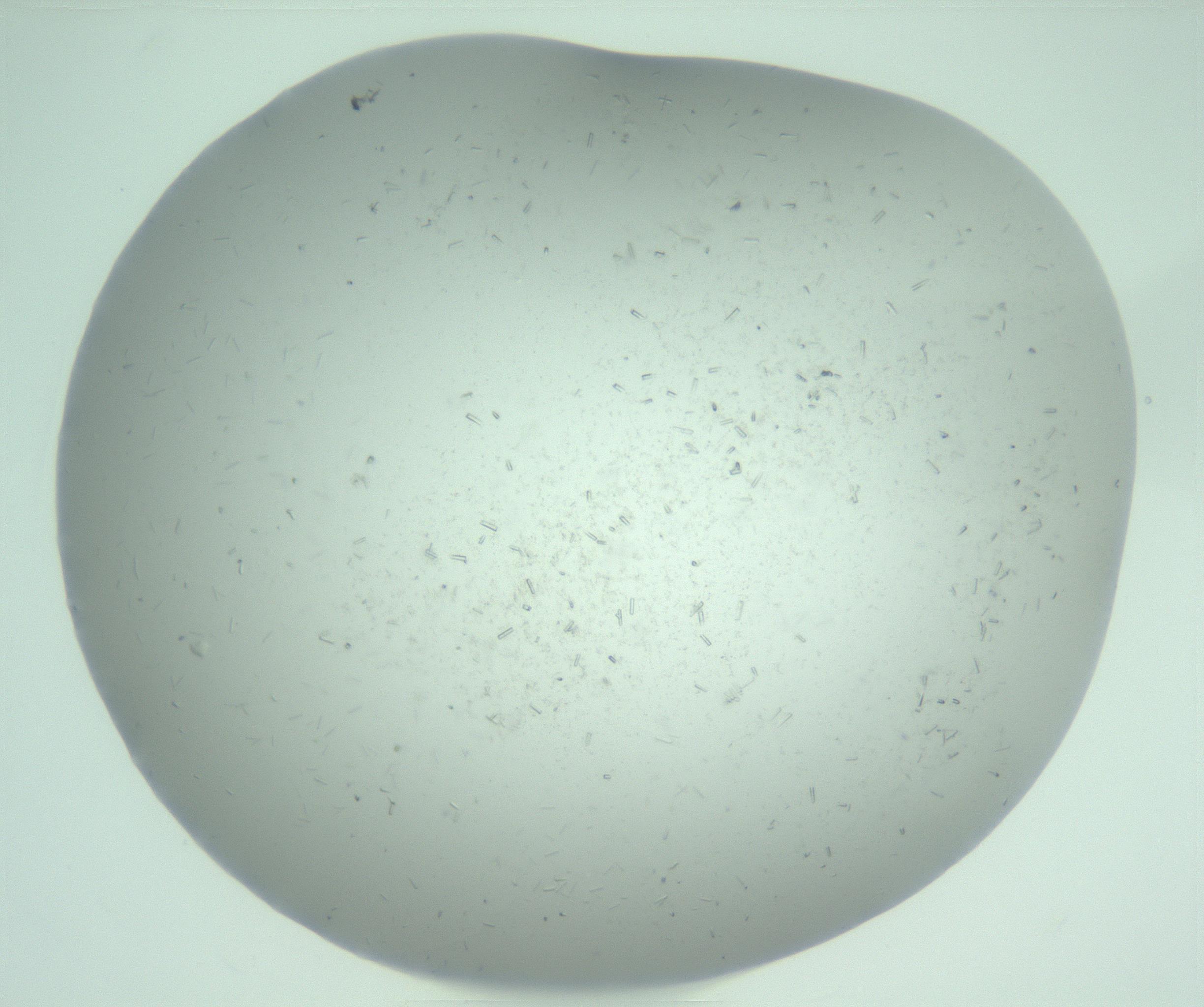 RI01_03_000_0212_Proj1_Clon1_MC_0000MC103274_002_170214_01_06_01_00_99_002_001_RAI.jpg