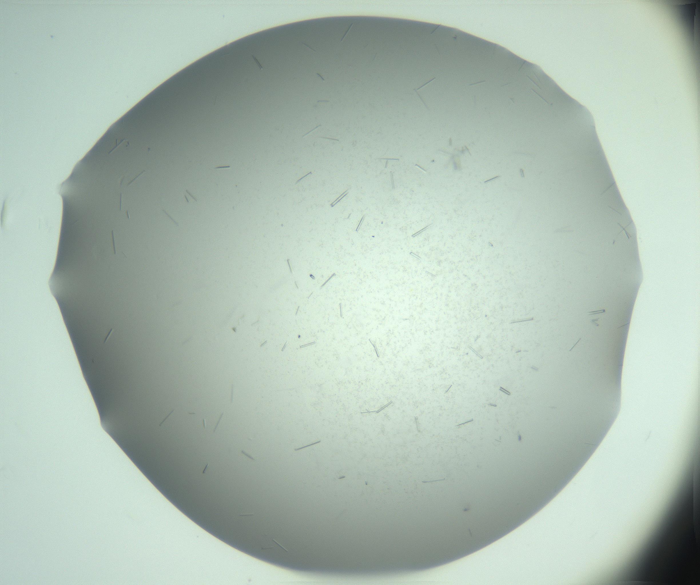 RI01_03_000_0212_Proj1_Clon1_MC_0000MC103274_002_170214_01_06_02_00_99_002_001_RAI.jpg