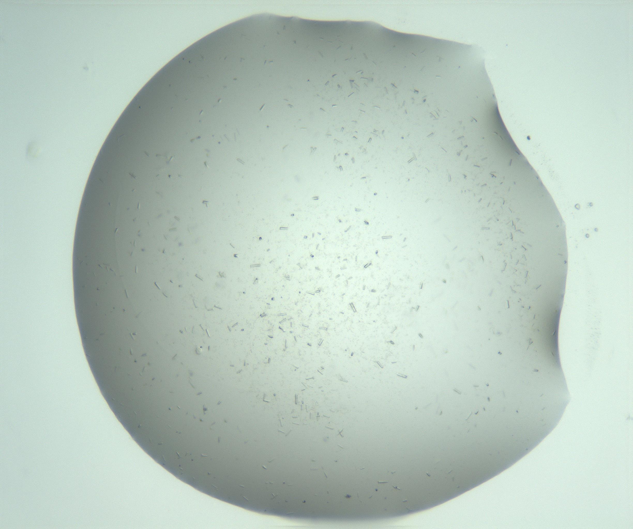 RI01_03_000_0212_Proj1_Clon1_MC_0000MC103274_002_170214_01_08_01_00_99_002_001_RAI.jpg