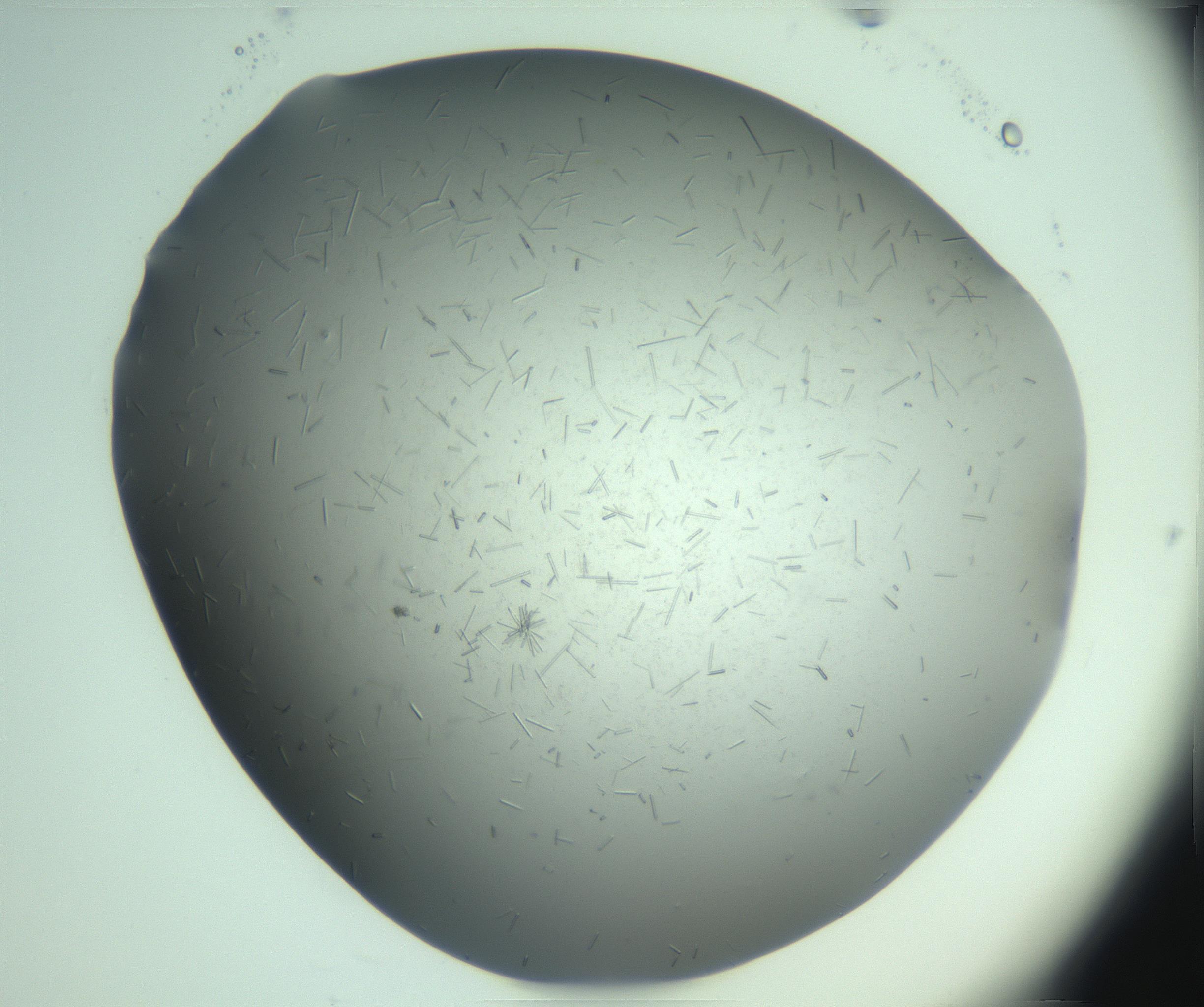 RI01_03_000_0212_Proj1_Clon1_MC_0000MC103274_002_170214_01_08_02_00_99_002_001_RAI.jpg