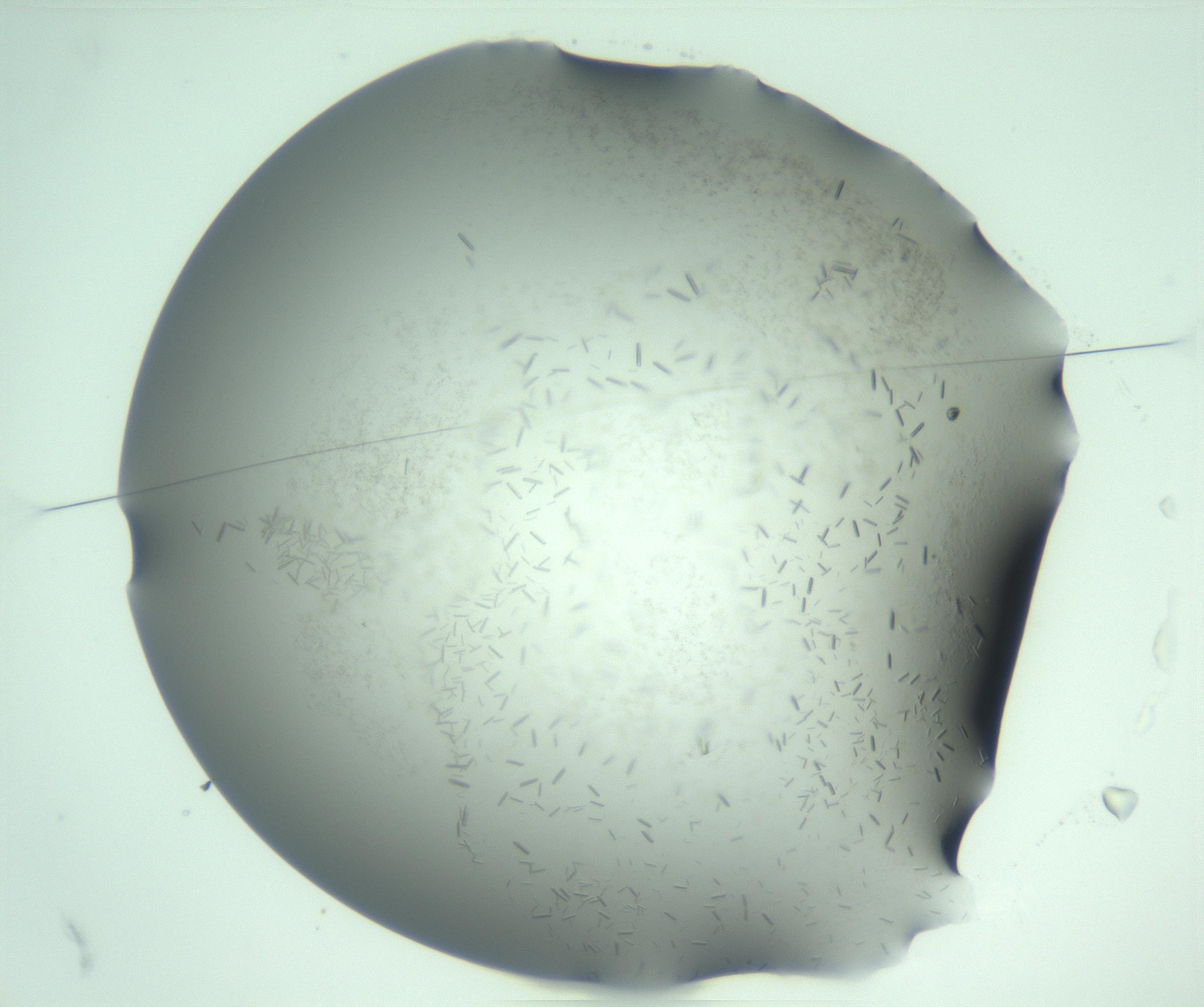 RI01_03_000_0212_Proj1_Clon1_MC_0000MC103274_002_170214_02_01_01_00_99_002_001_RAI.jpg