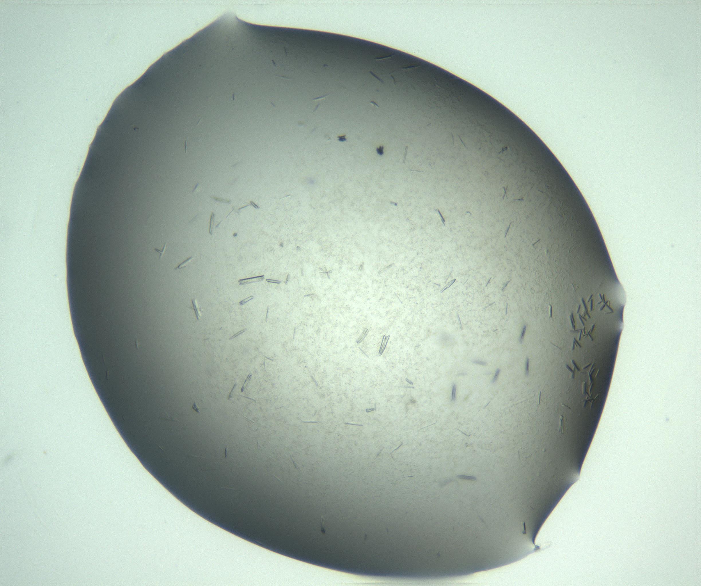 RI01_03_000_0212_Proj1_Clon1_MC_0000MC103274_002_170214_02_01_02_00_99_002_001_RAI.jpg