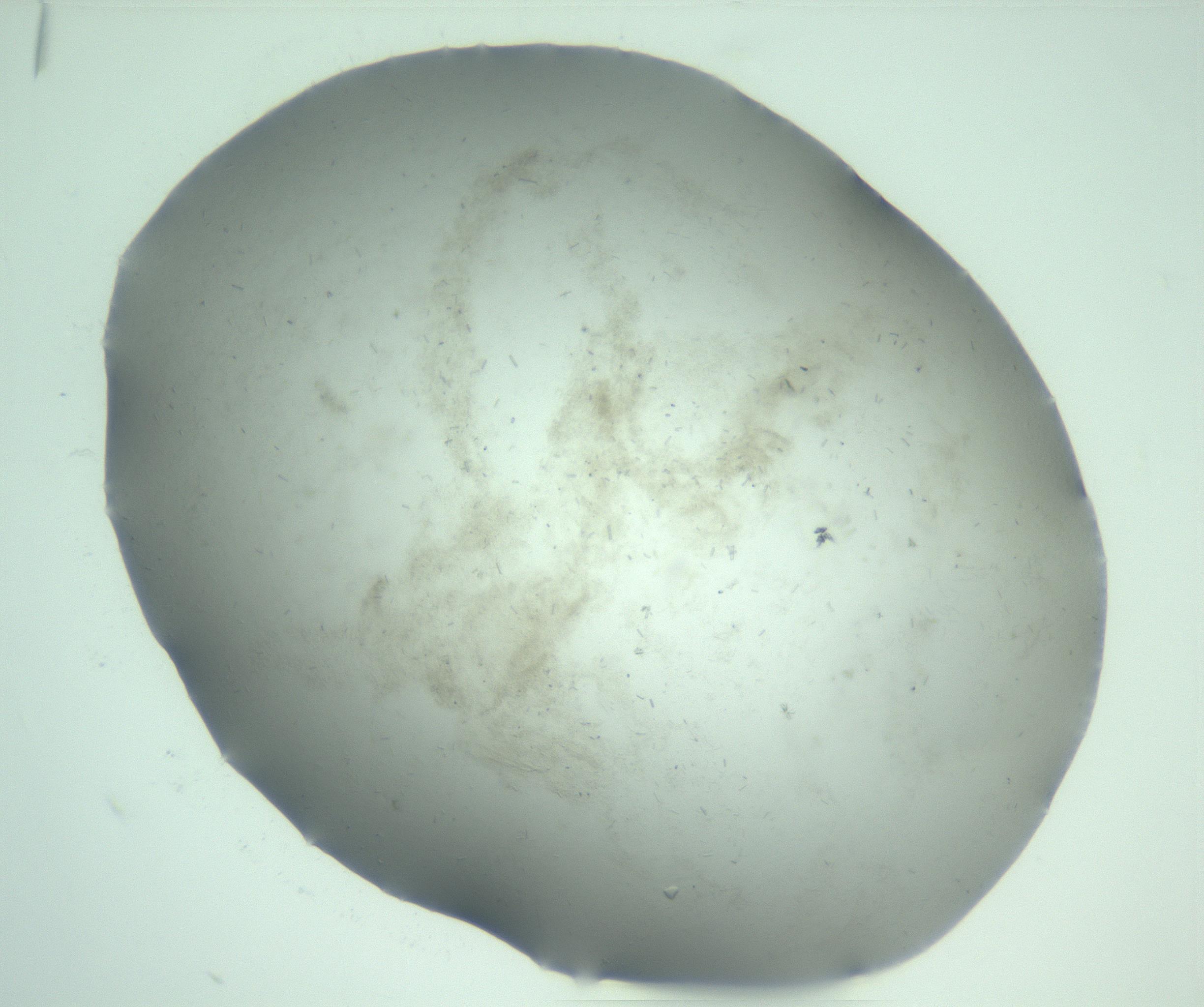 RI01_03_000_0212_Proj1_Clon1_MC_0000MC103274_002_170214_02_02_01_00_99_002_001_RAI.jpg