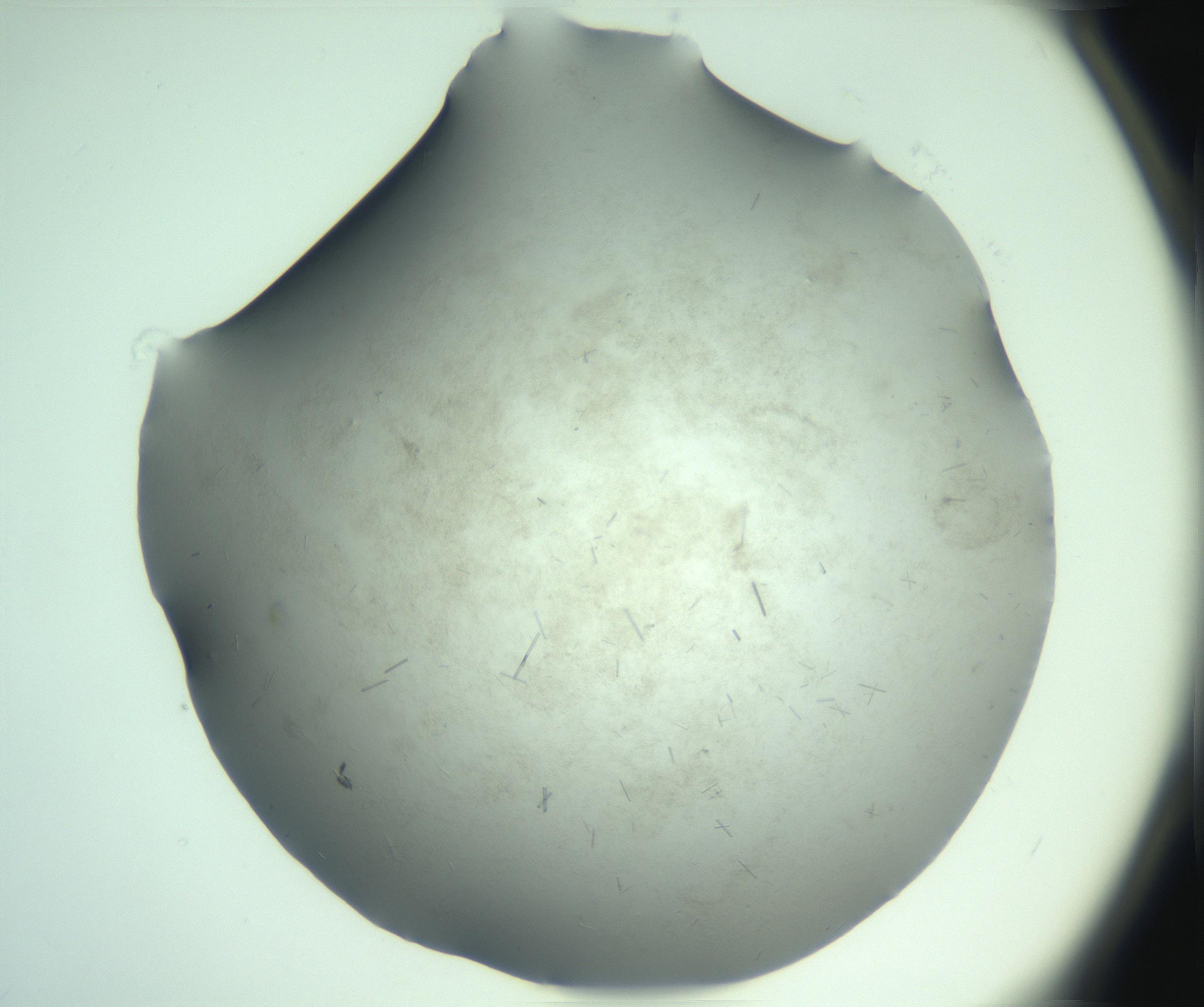 RI01_03_000_0212_Proj1_Clon1_MC_0000MC103274_002_170214_02_02_02_00_99_002_001_RAI.jpg