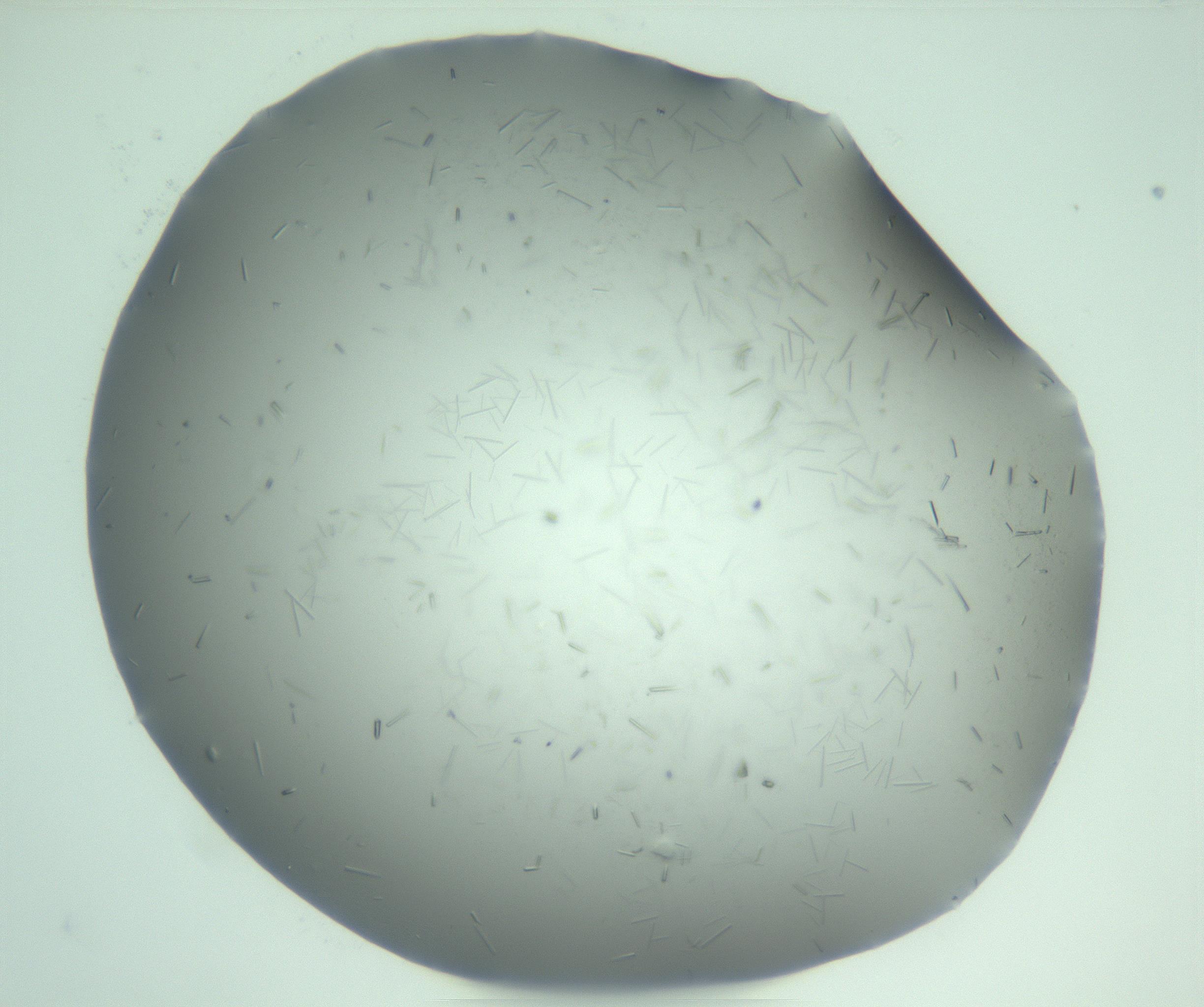 RI01_03_000_0212_Proj1_Clon1_MC_0000MC103274_002_170214_02_03_01_00_99_002_001_RAI.jpg