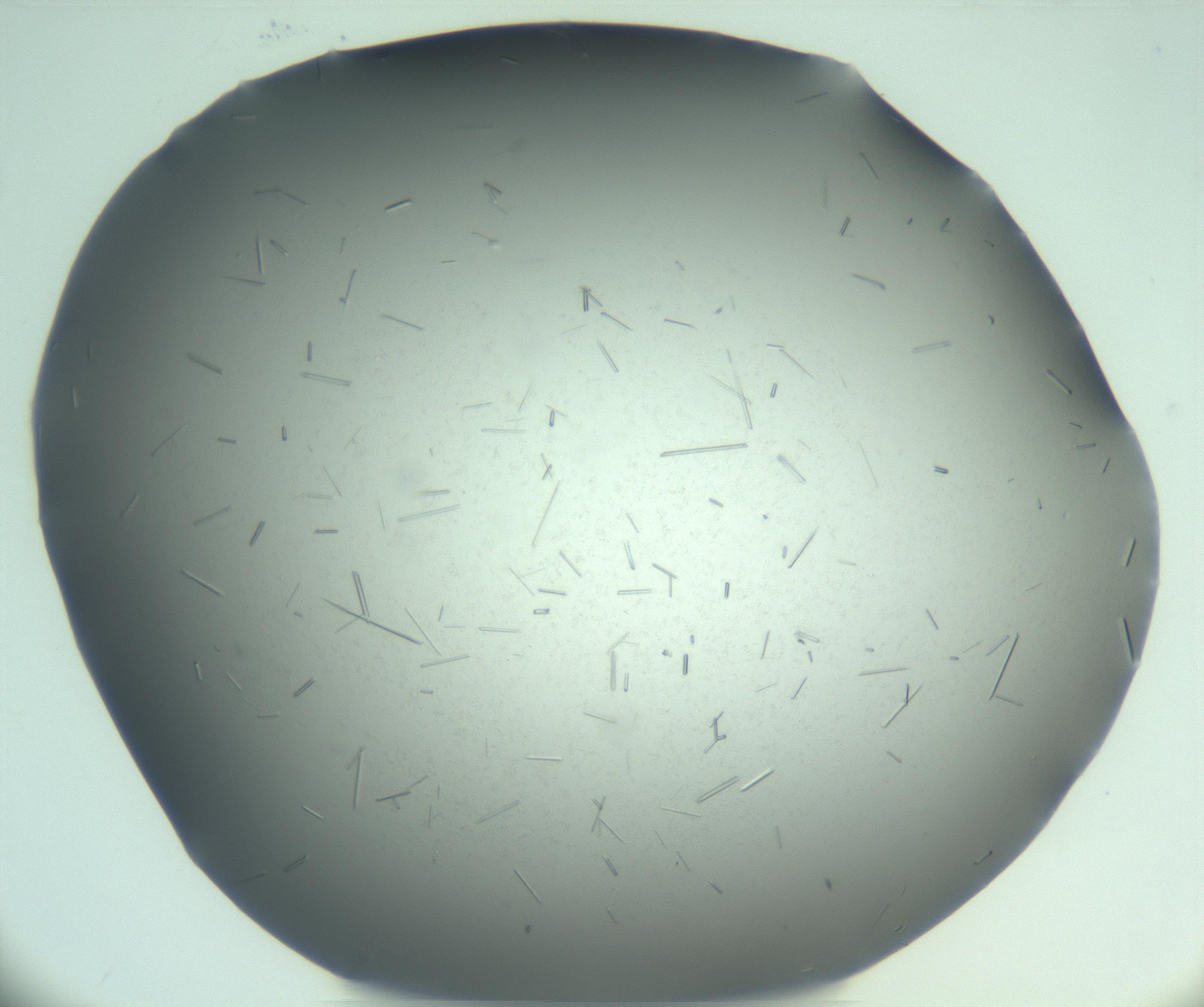 RI01_03_000_0212_Proj1_Clon1_MC_0000MC103274_002_170214_02_03_02_00_99_002_001_RAI.jpg