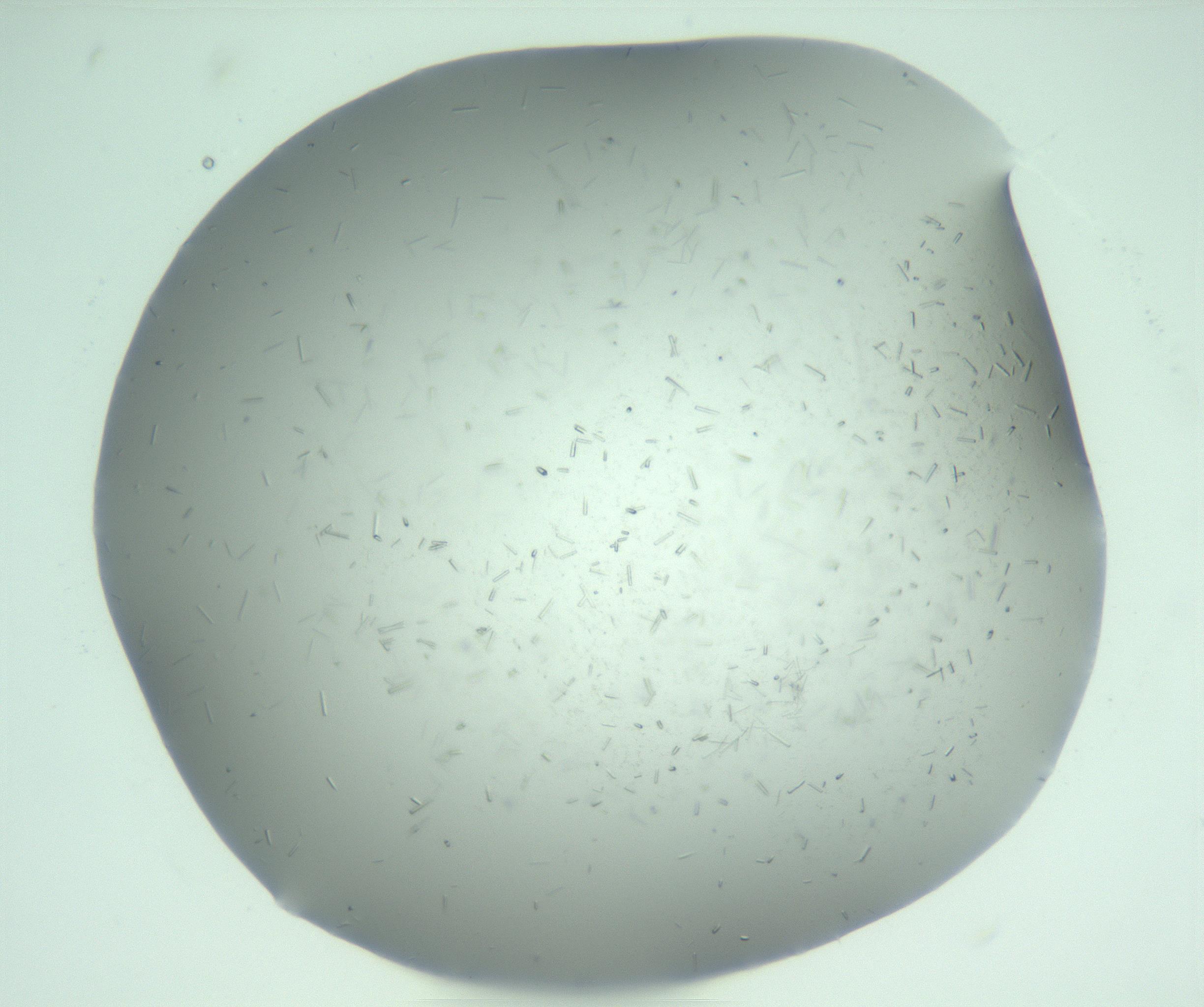 RI01_03_000_0212_Proj1_Clon1_MC_0000MC103274_002_170214_02_06_01_00_99_002_001_RAI.jpg