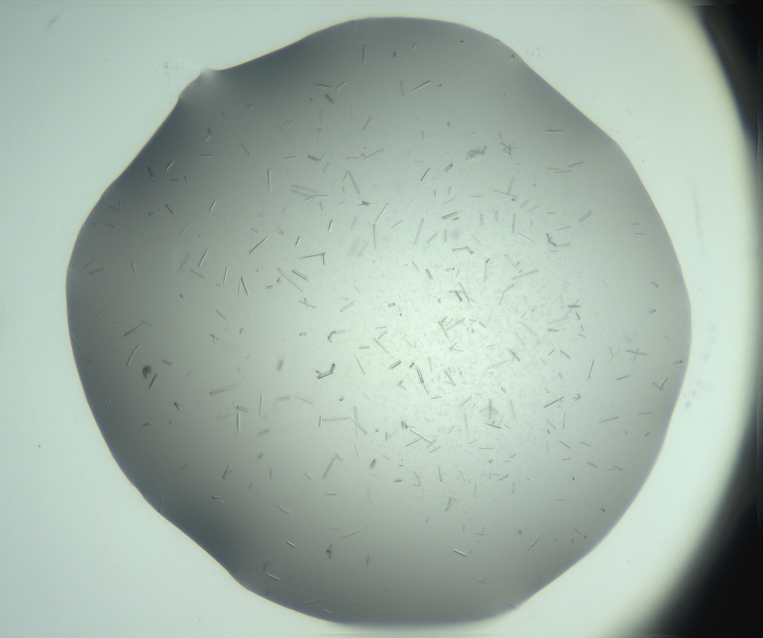 RI01_03_000_0212_Proj1_Clon1_MC_0000MC103274_002_170214_02_06_02_00_99_002_001_RAI.jpg