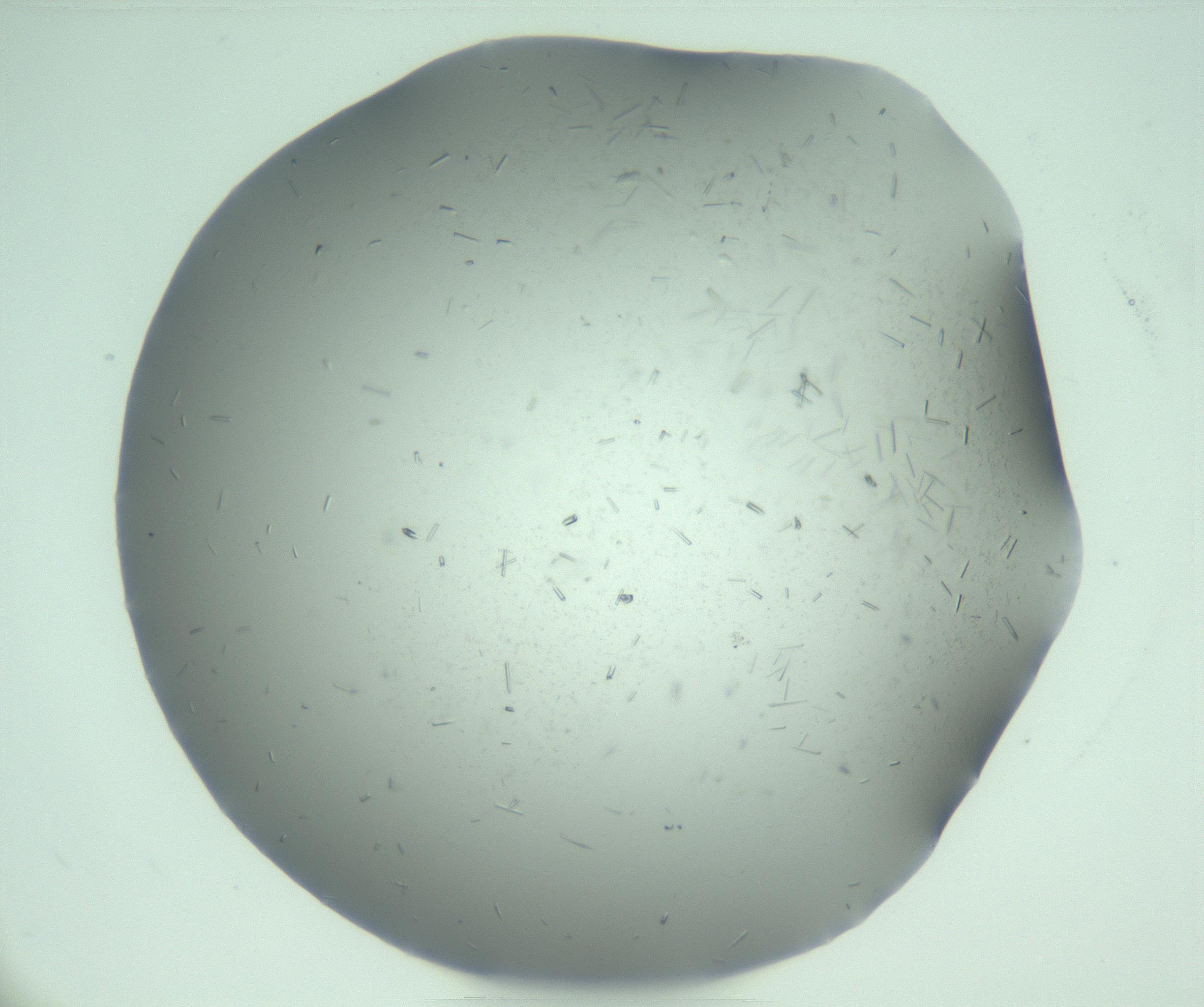 RI01_03_000_0212_Proj1_Clon1_MC_0000MC103274_002_170214_02_07_01_00_99_002_001_RAI.jpg