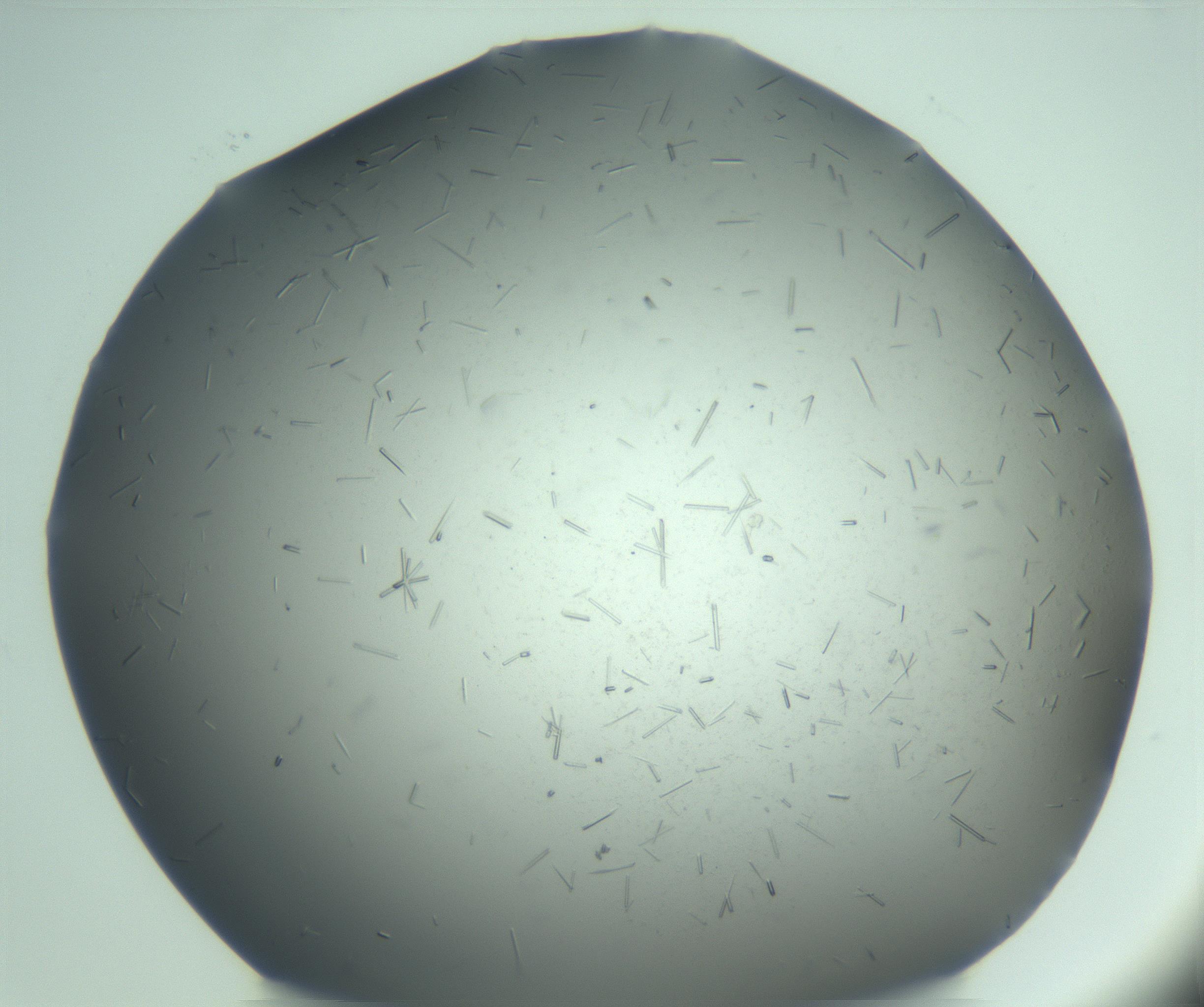 RI01_03_000_0212_Proj1_Clon1_MC_0000MC103274_002_170214_02_07_02_00_99_002_001_RAI.jpg