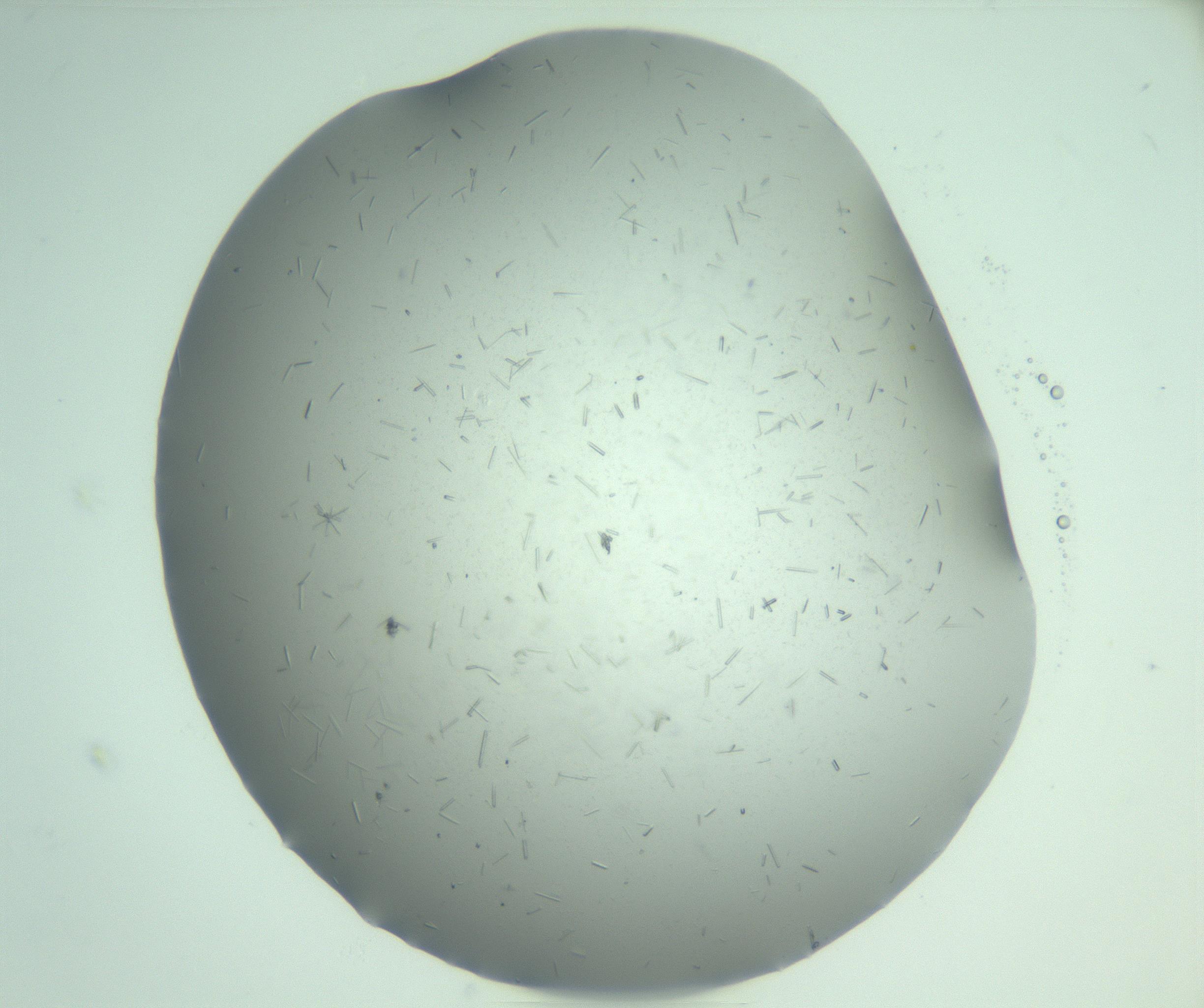 RI01_03_000_0212_Proj1_Clon1_MC_0000MC103274_002_170214_02_08_01_00_99_002_001_RAI.jpg