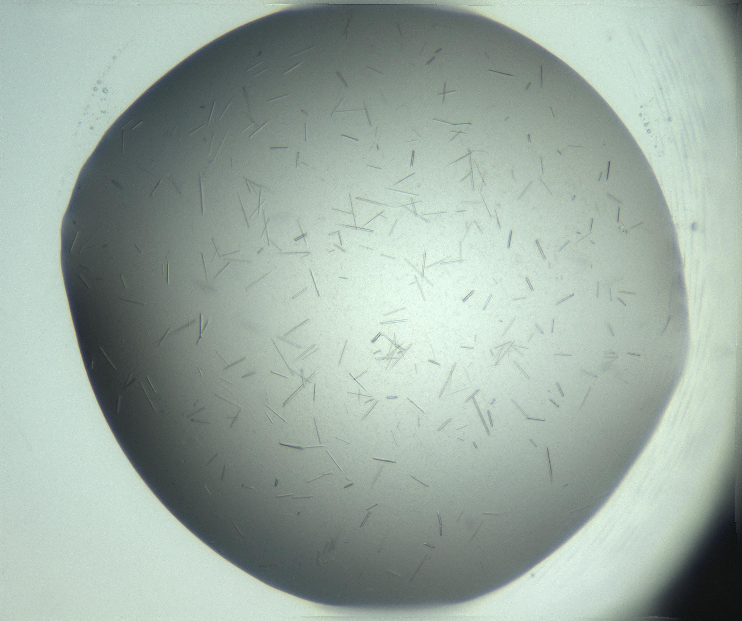 RI01_03_000_0212_Proj1_Clon1_MC_0000MC103274_002_170214_02_08_02_00_99_002_001_RAI.jpg