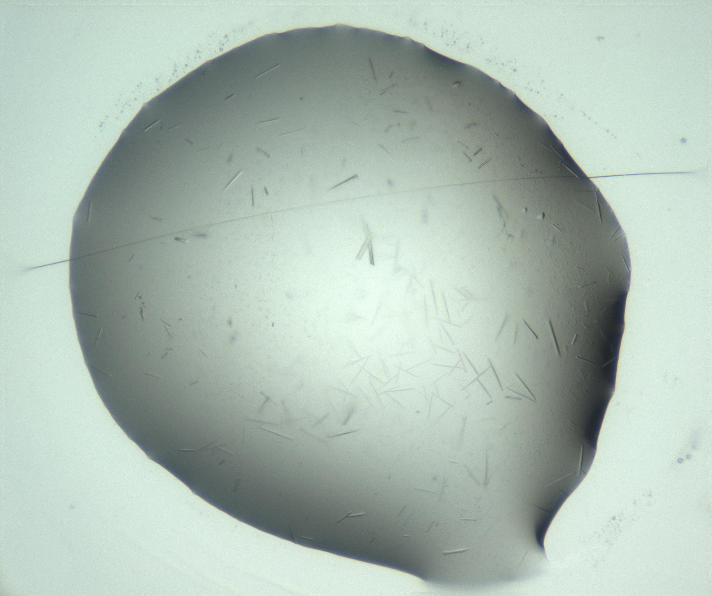 RI01_03_000_0212_Proj1_Clon1_MC_0000MC103274_002_170214_03_01_01_00_99_002_001_RAI.jpg