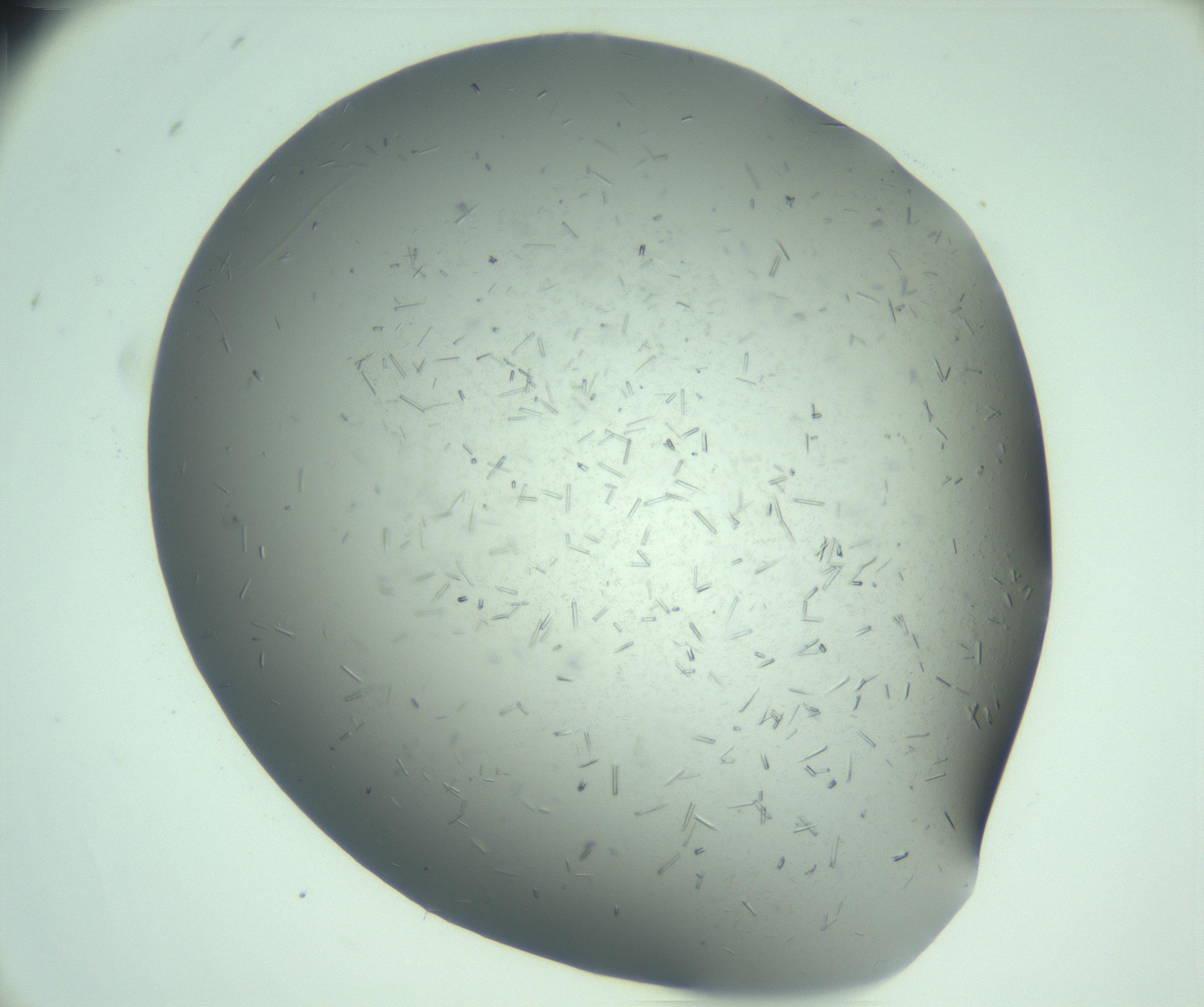 RI01_03_000_0212_Proj1_Clon1_MC_0000MC103274_002_170214_03_01_02_00_99_002_001_RAI.jpg