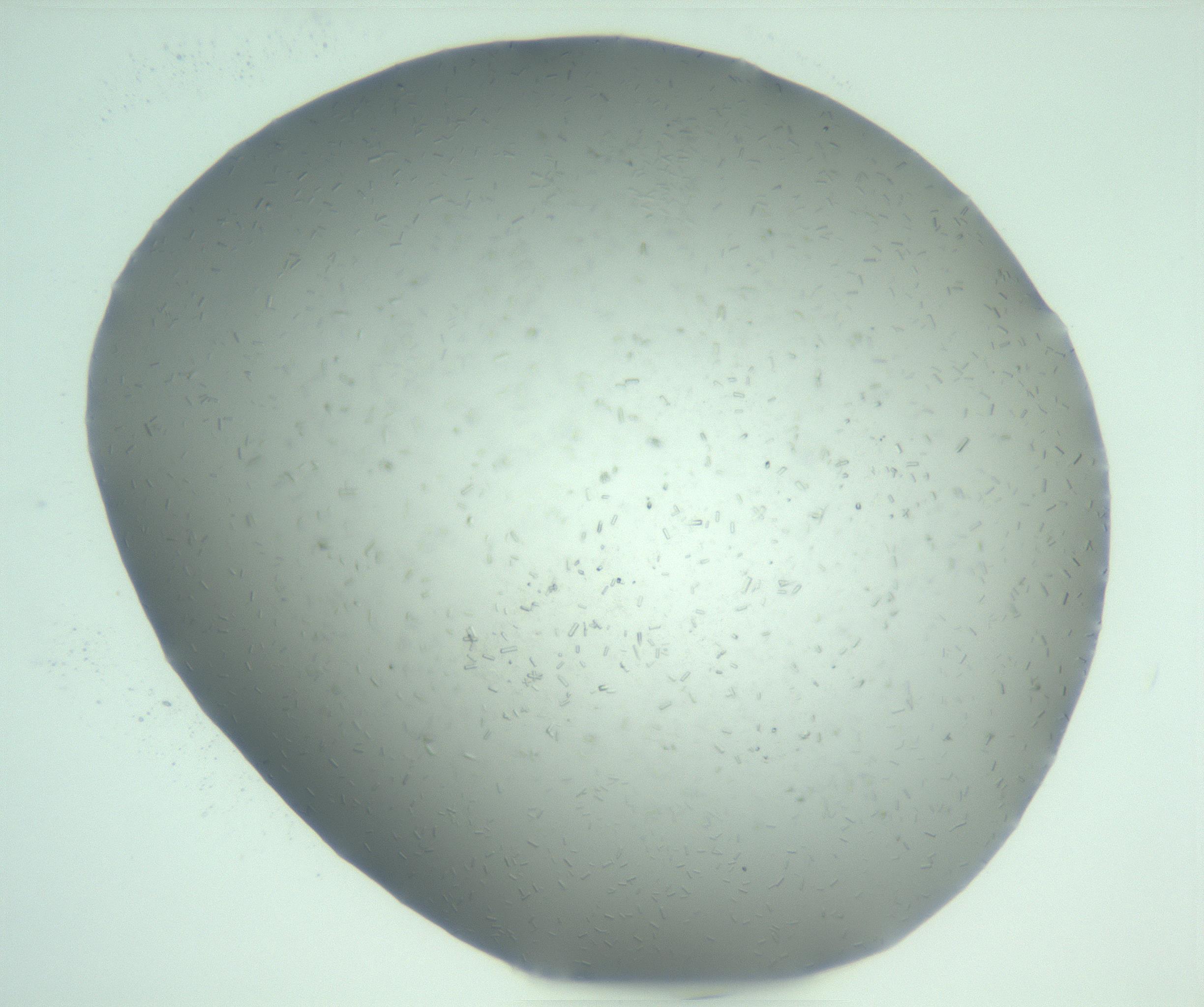 RI01_03_000_0212_Proj1_Clon1_MC_0000MC103274_002_170214_03_02_01_00_99_002_001_RAI.jpg