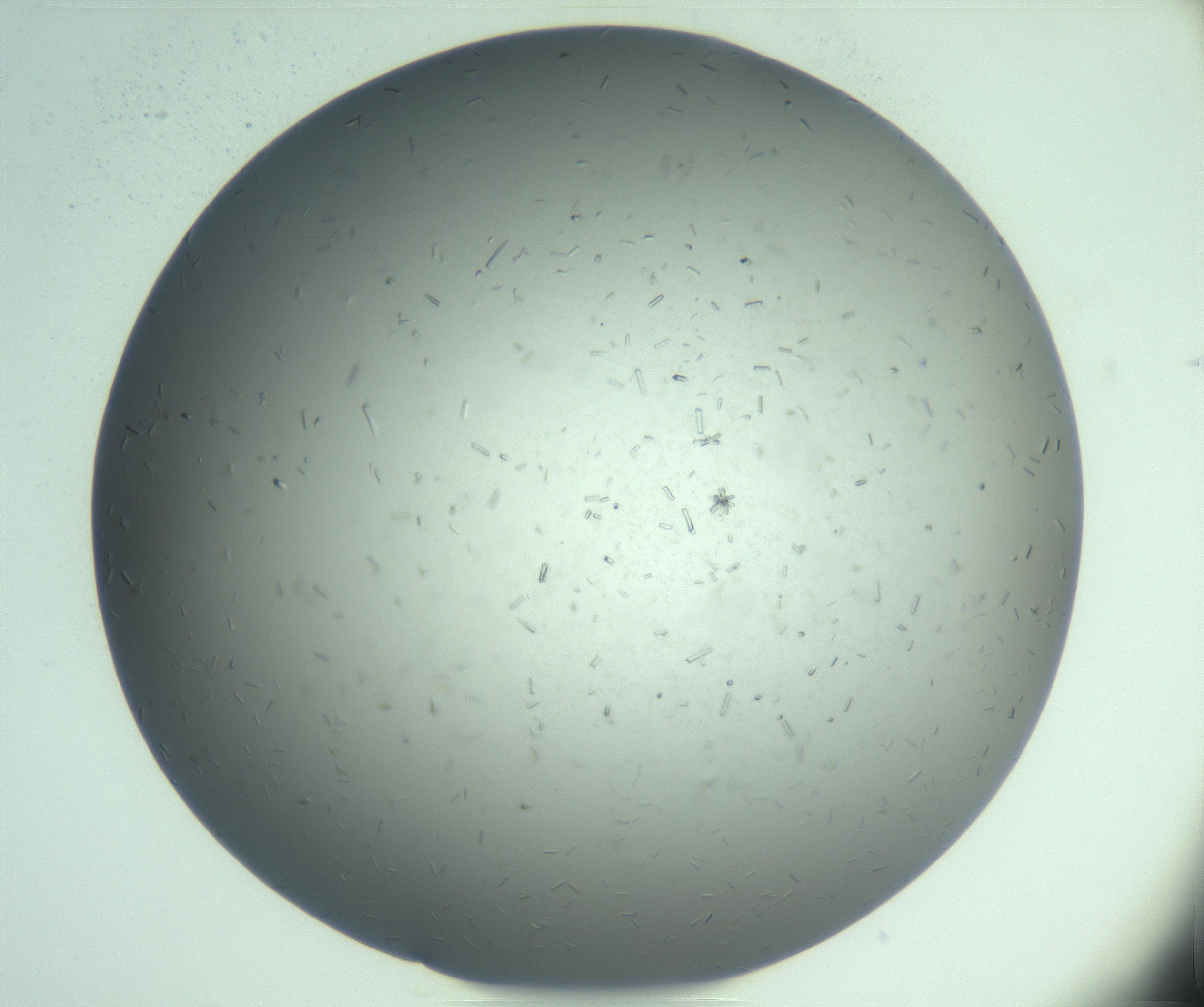 RI01_03_000_0212_Proj1_Clon1_MC_0000MC103274_002_170214_03_02_02_00_99_002_001_RAI.jpg