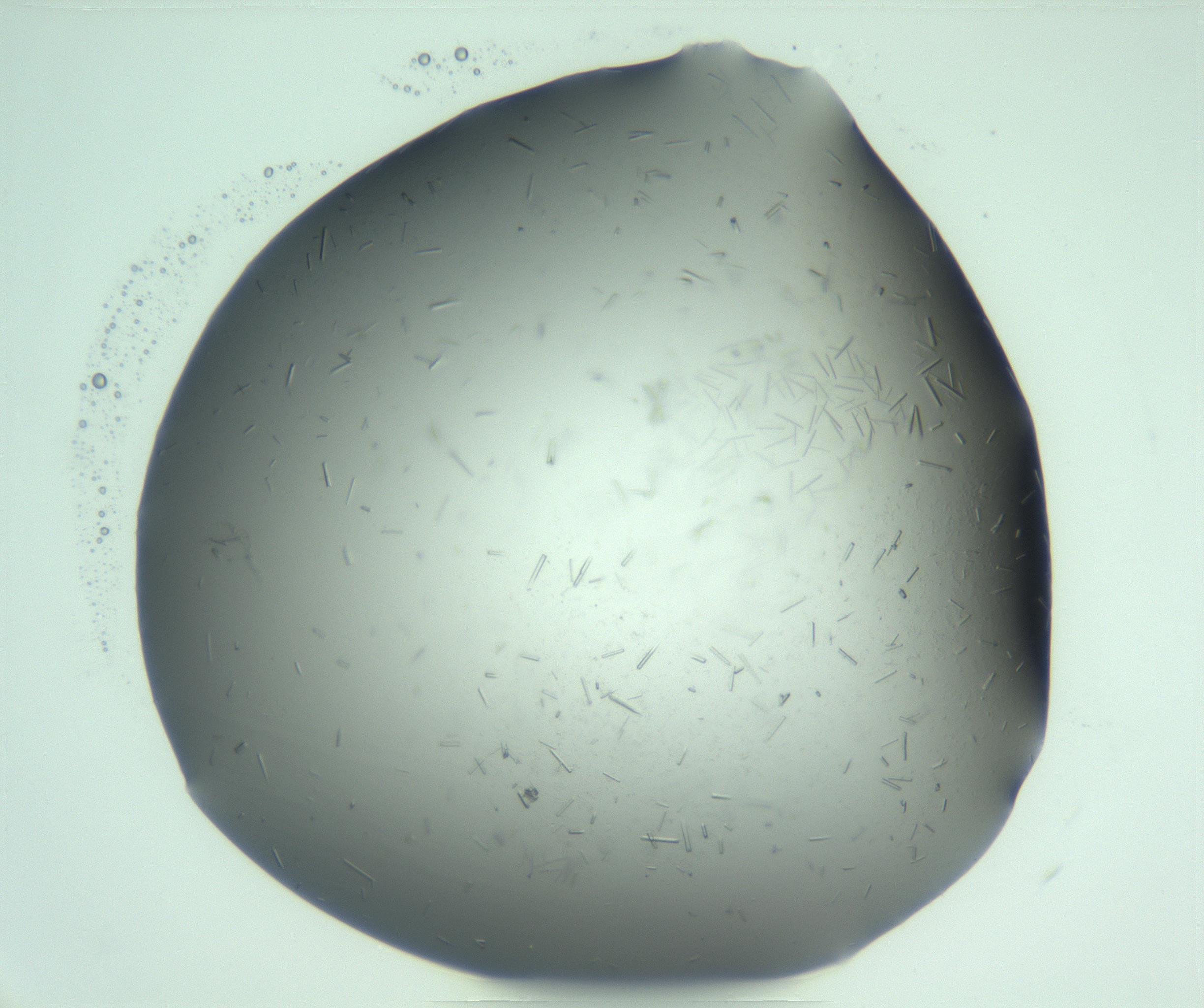 RI01_03_000_0212_Proj1_Clon1_MC_0000MC103274_002_170214_03_03_01_00_99_002_001_RAI.jpg