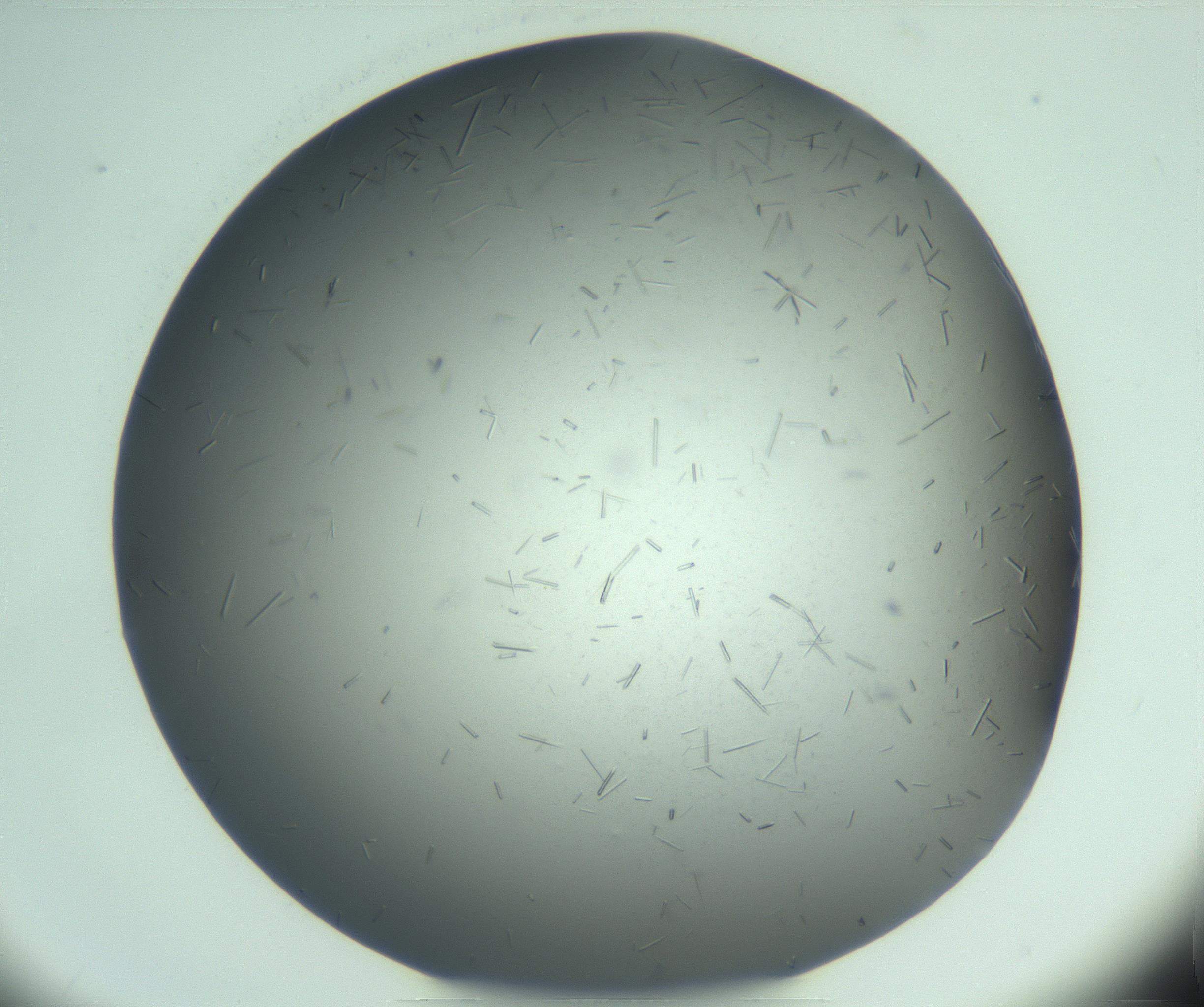 RI01_03_000_0212_Proj1_Clon1_MC_0000MC103274_002_170214_03_03_02_00_99_002_001_RAI.jpg