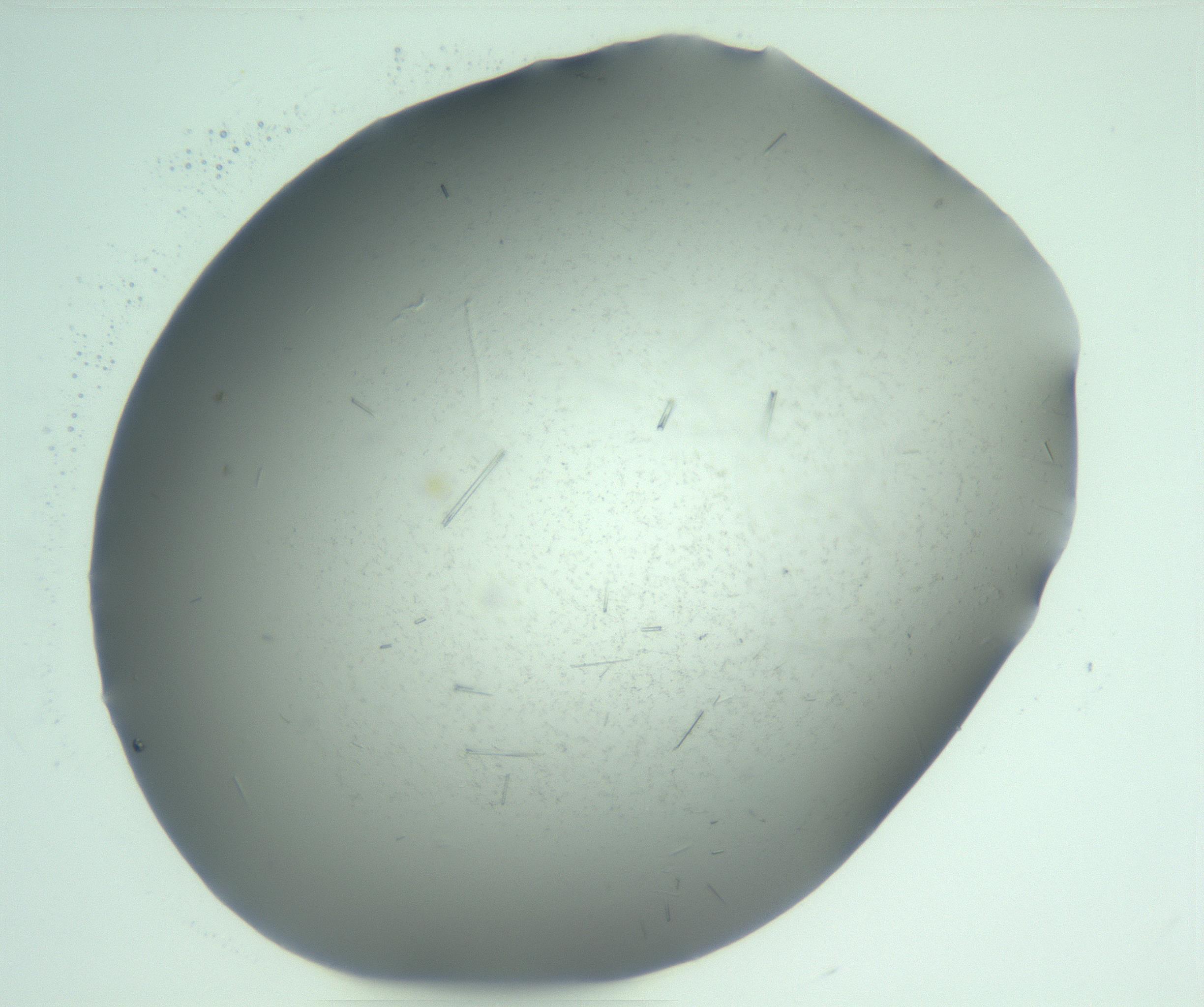 RI01_03_000_0212_Proj1_Clon1_MC_0000MC103274_002_170214_03_04_01_00_99_002_001_RAI.jpg