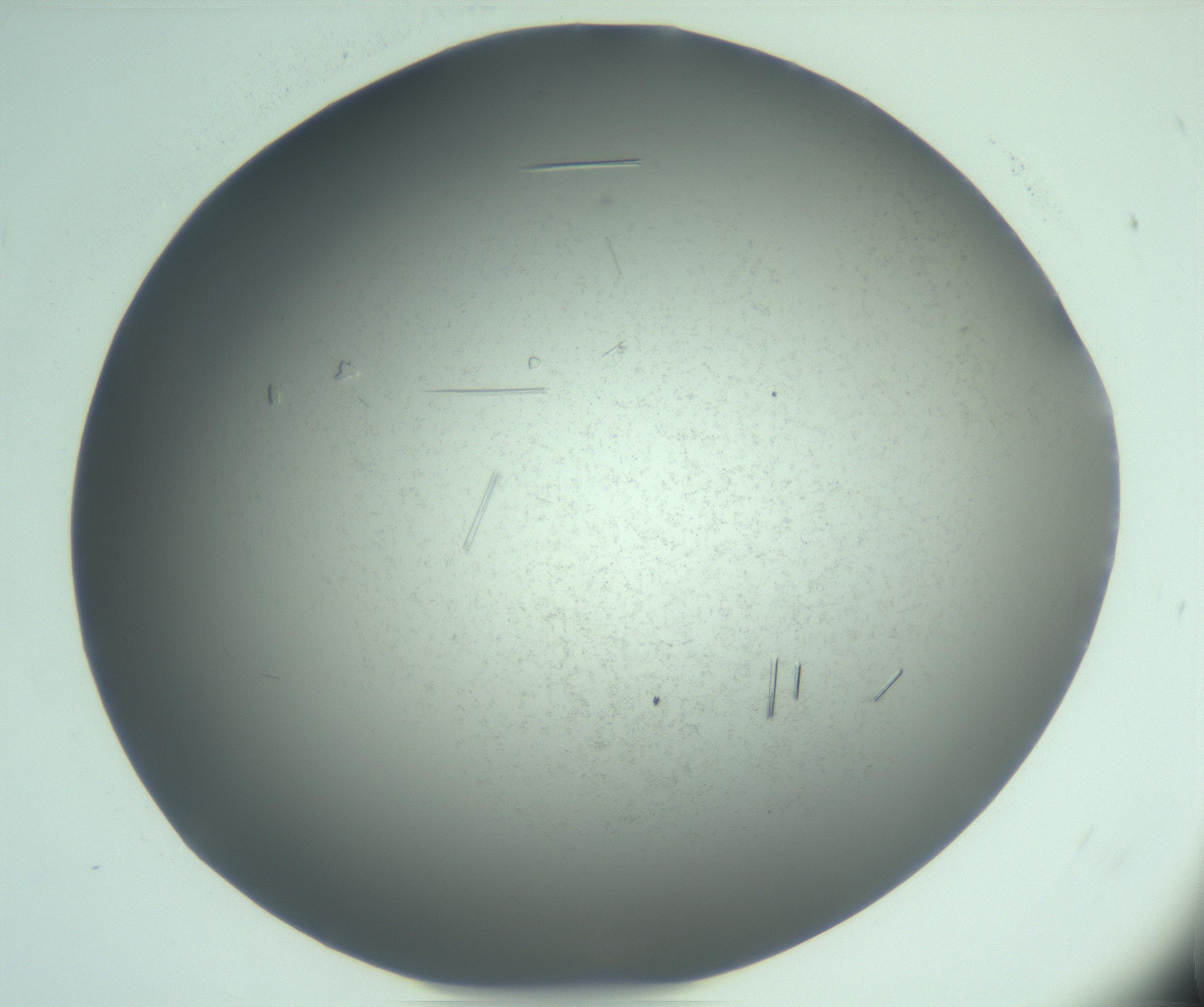 RI01_03_000_0212_Proj1_Clon1_MC_0000MC103274_002_170214_03_04_02_00_99_002_001_RAI.jpg