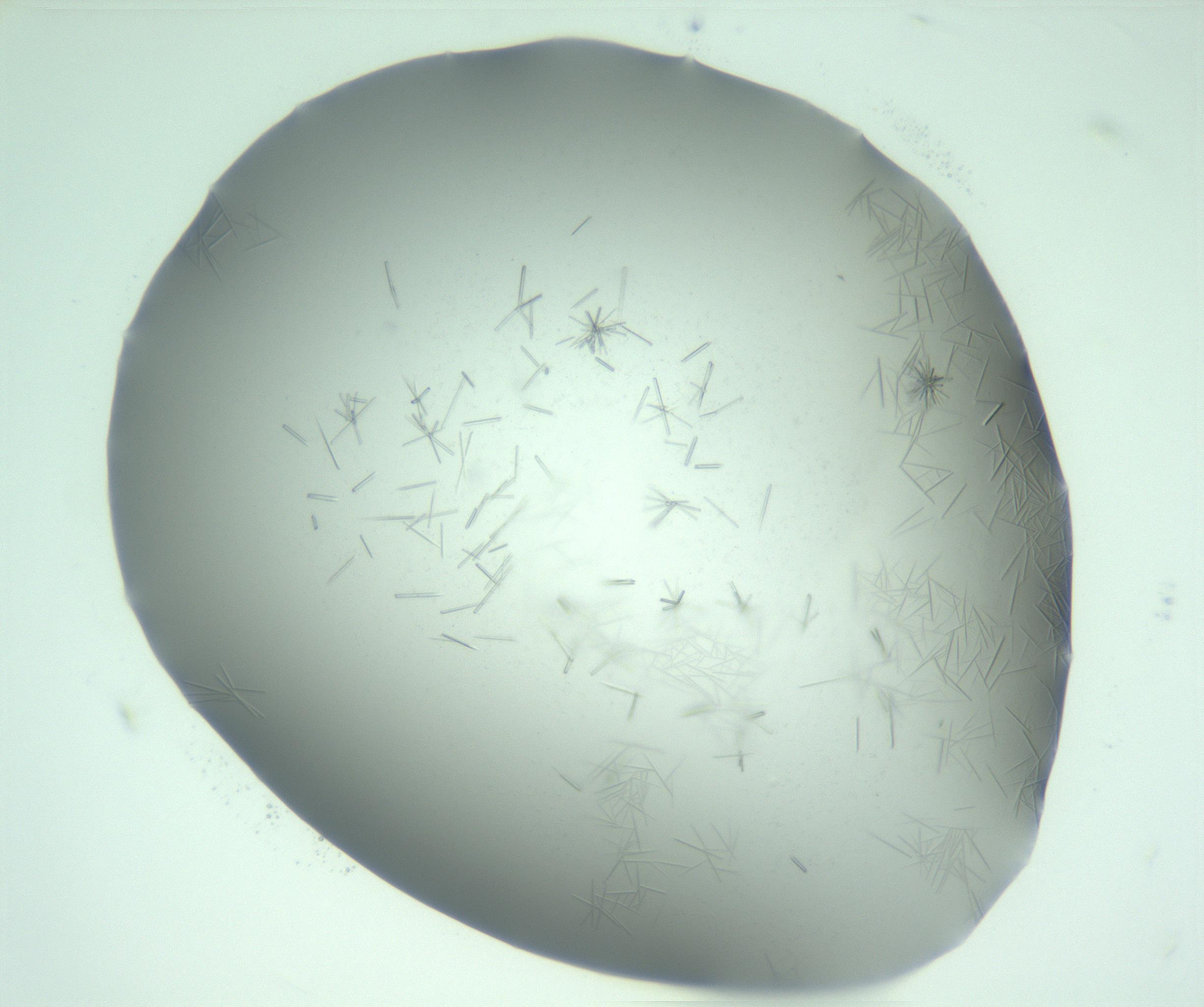 RI01_03_000_0212_Proj1_Clon1_MC_0000MC103274_002_170214_03_05_01_00_99_002_001_RAI.jpg