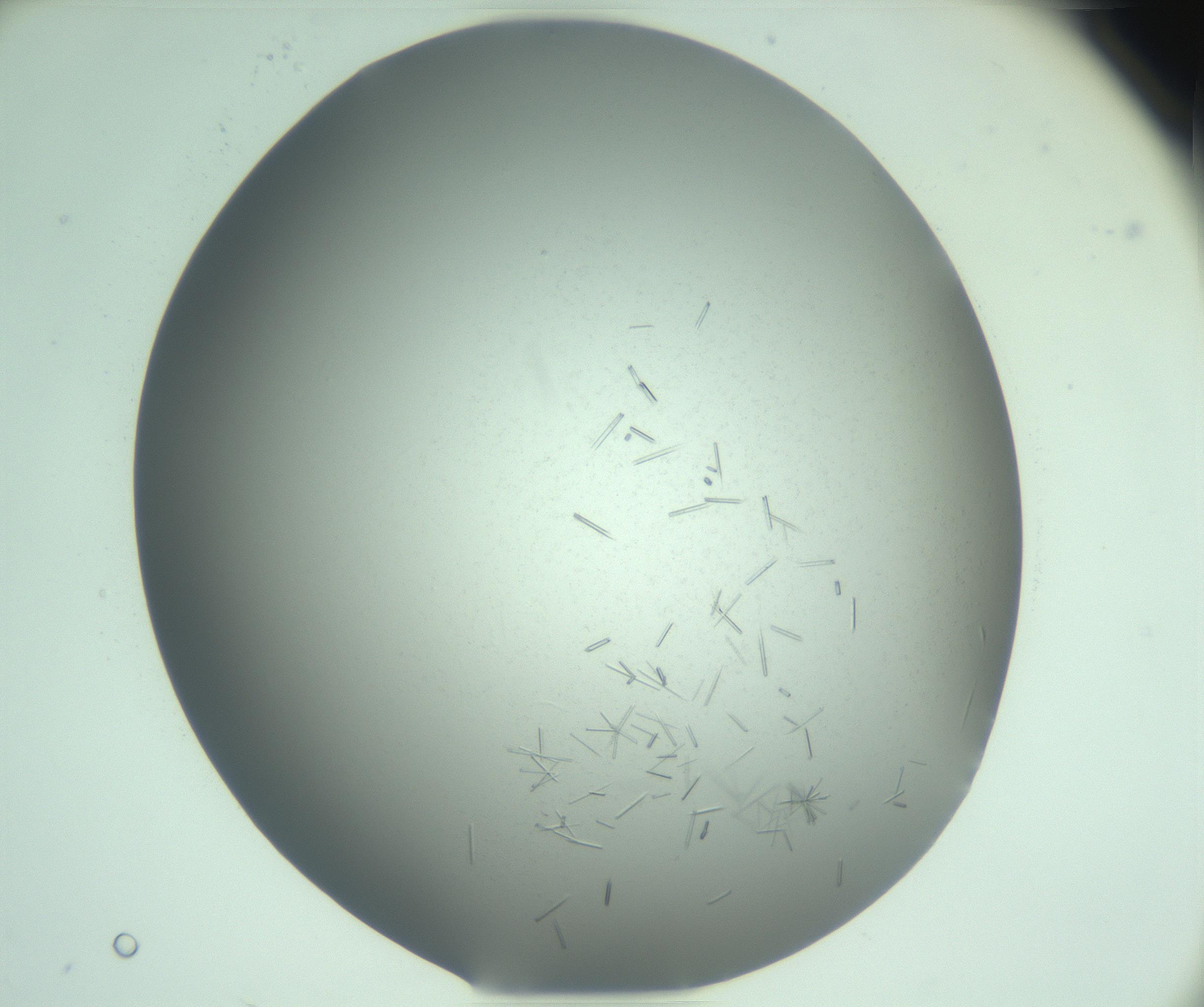 RI01_03_000_0212_Proj1_Clon1_MC_0000MC103274_002_170214_03_05_02_00_99_002_001_RAI.jpg