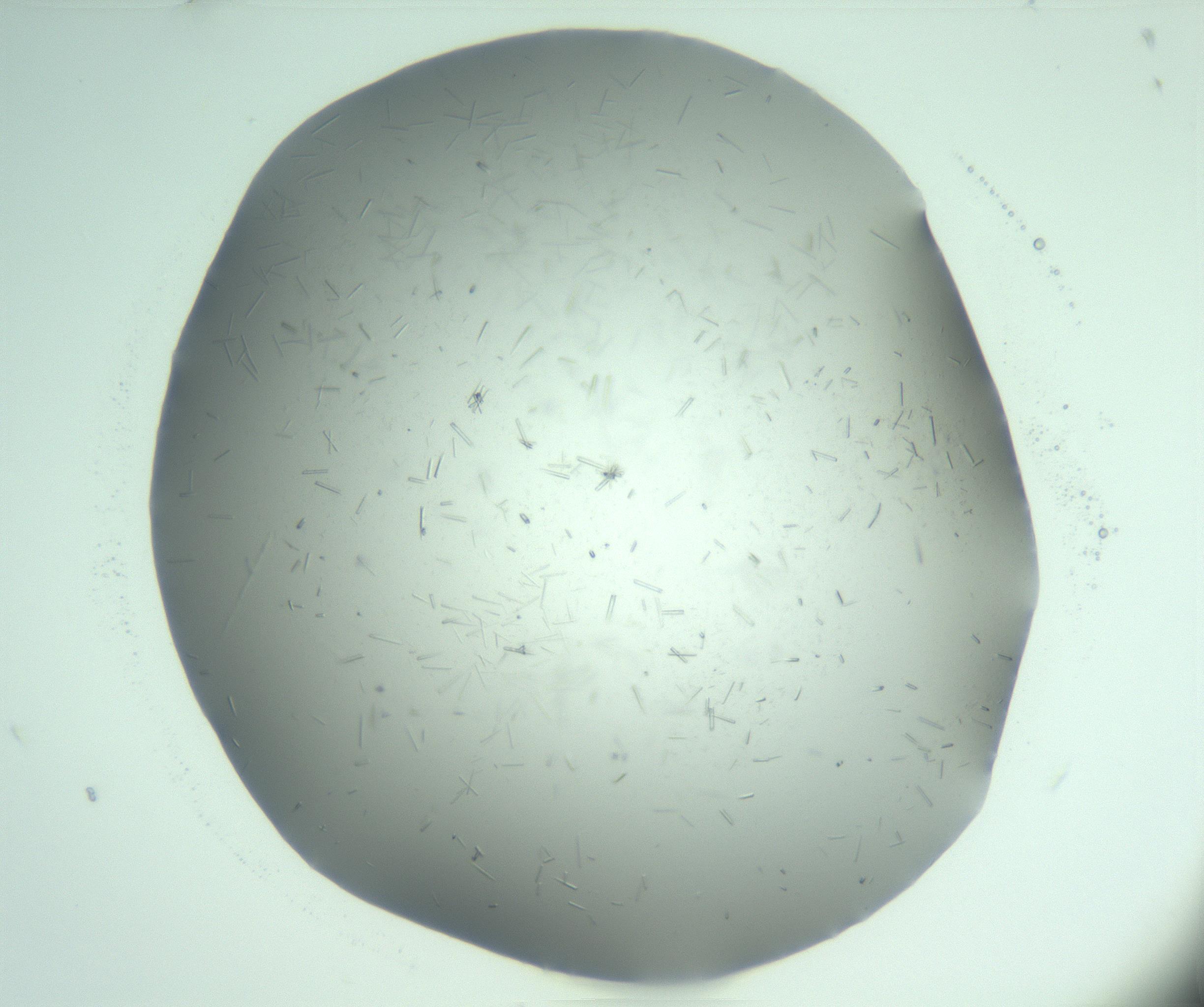 RI01_03_000_0212_Proj1_Clon1_MC_0000MC103274_002_170214_03_06_01_00_99_002_001_RAI.jpg