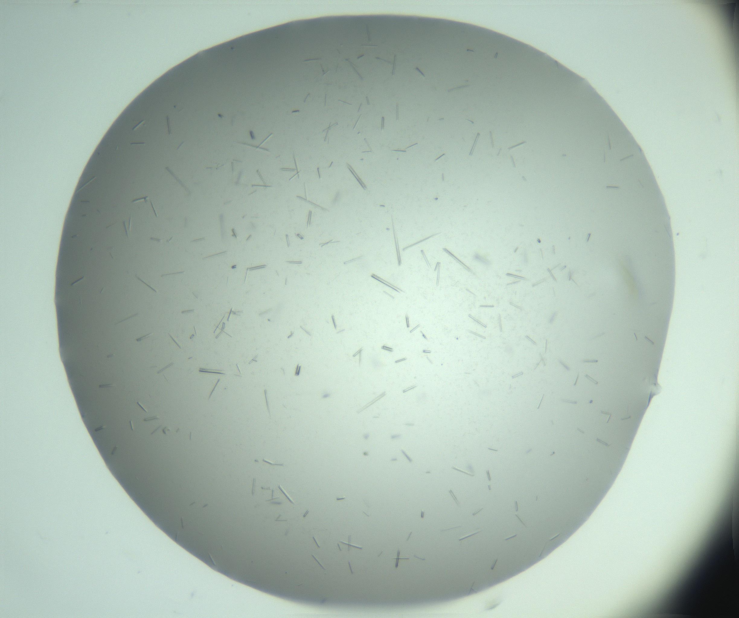 RI01_03_000_0212_Proj1_Clon1_MC_0000MC103274_002_170214_03_06_02_00_99_002_001_RAI.jpg