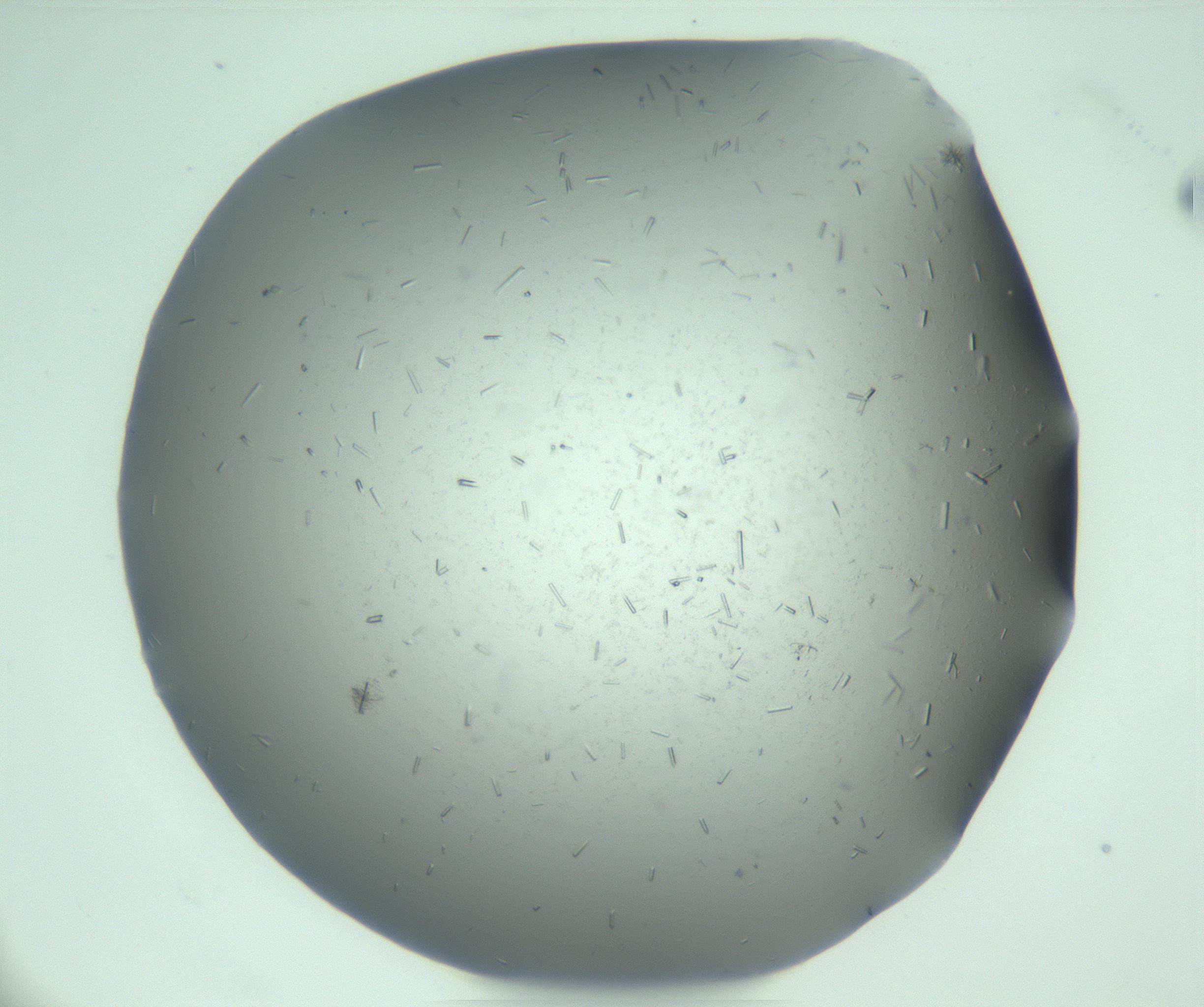 RI01_03_000_0212_Proj1_Clon1_MC_0000MC103274_002_170214_03_07_01_00_99_002_001_RAI.jpg