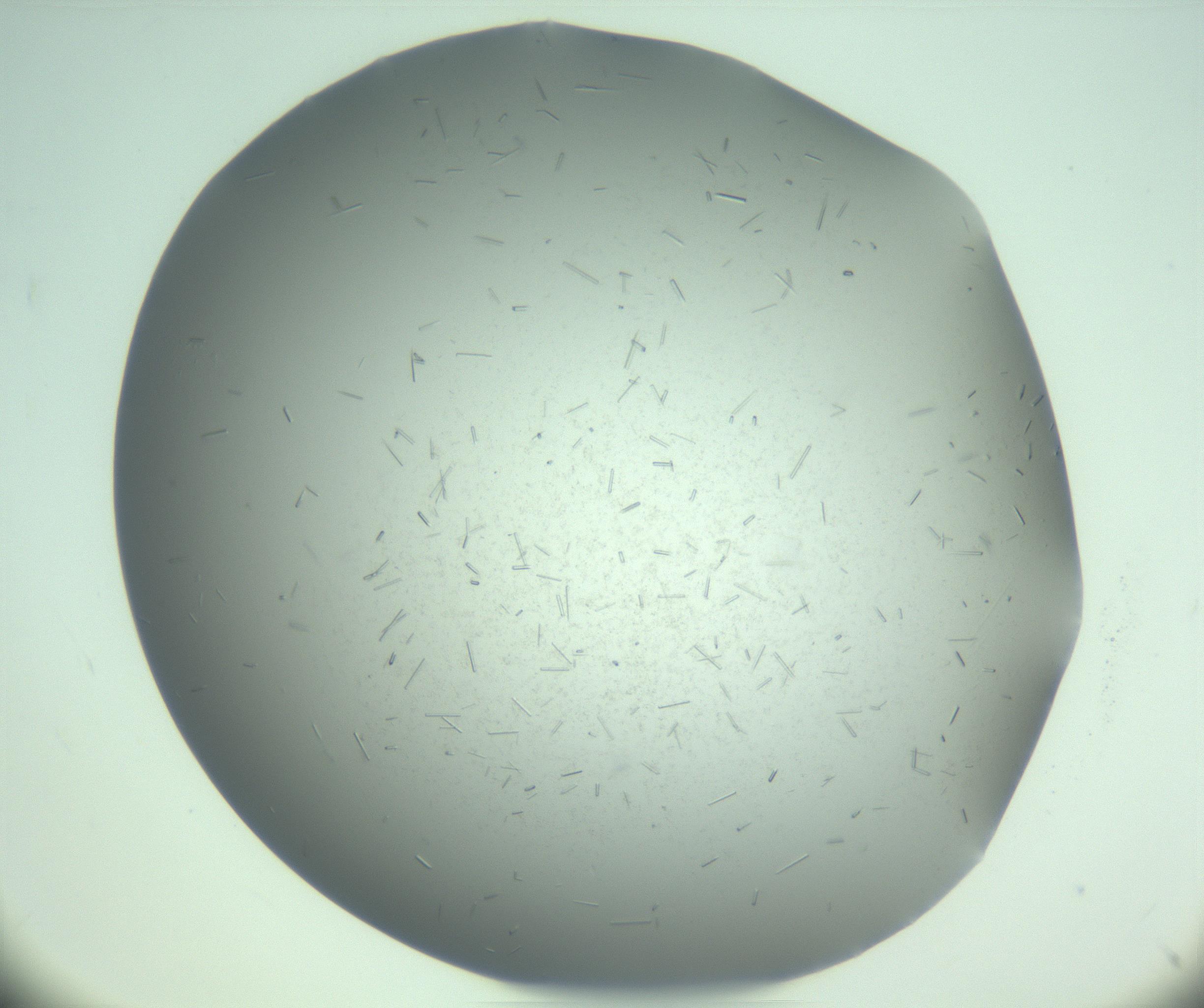 RI01_03_000_0212_Proj1_Clon1_MC_0000MC103274_002_170214_03_07_02_00_99_002_001_RAI.jpg