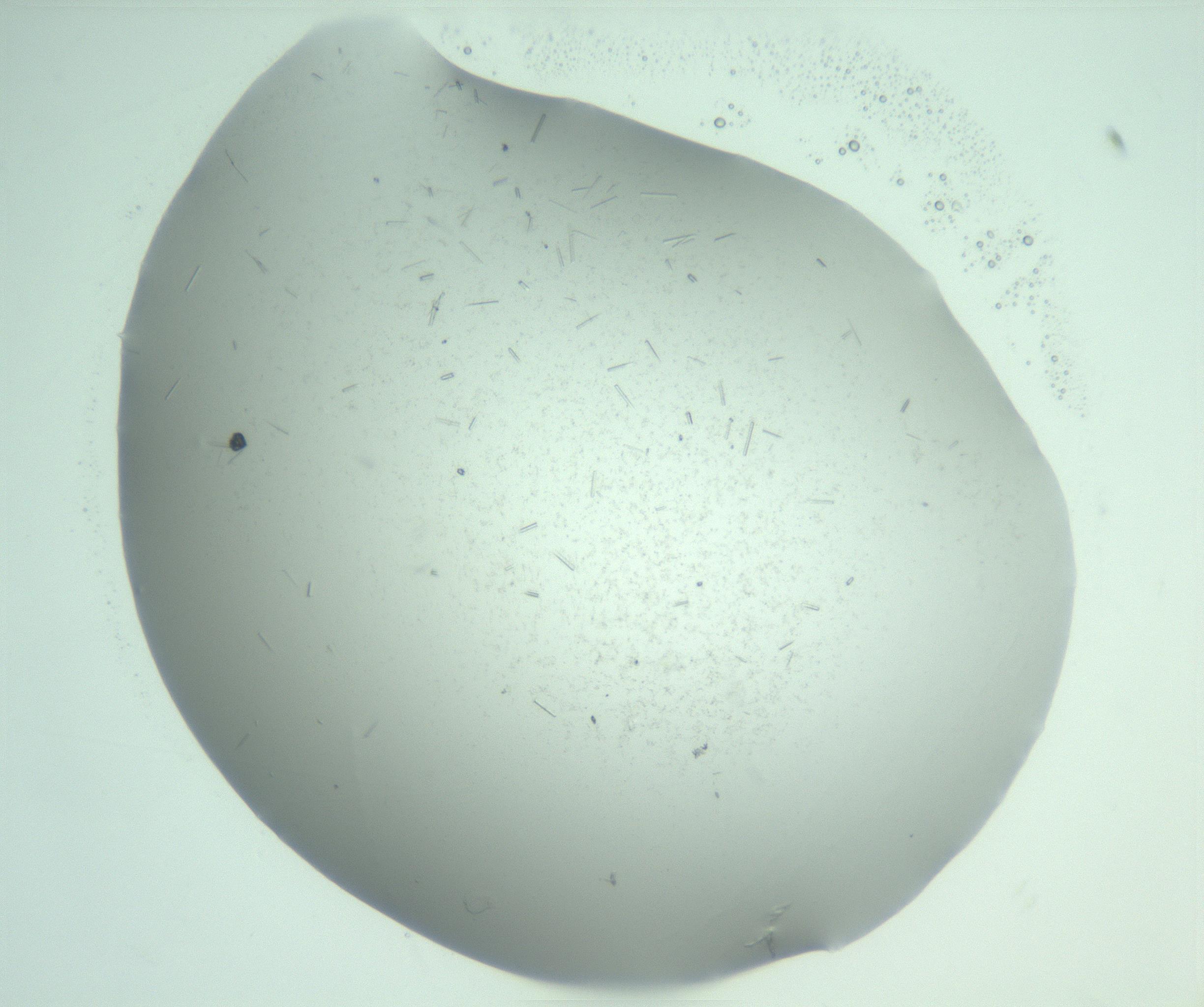 RI01_03_000_0212_Proj1_Clon1_MC_0000MC103274_002_170214_03_08_01_00_99_002_001_RAI.jpg