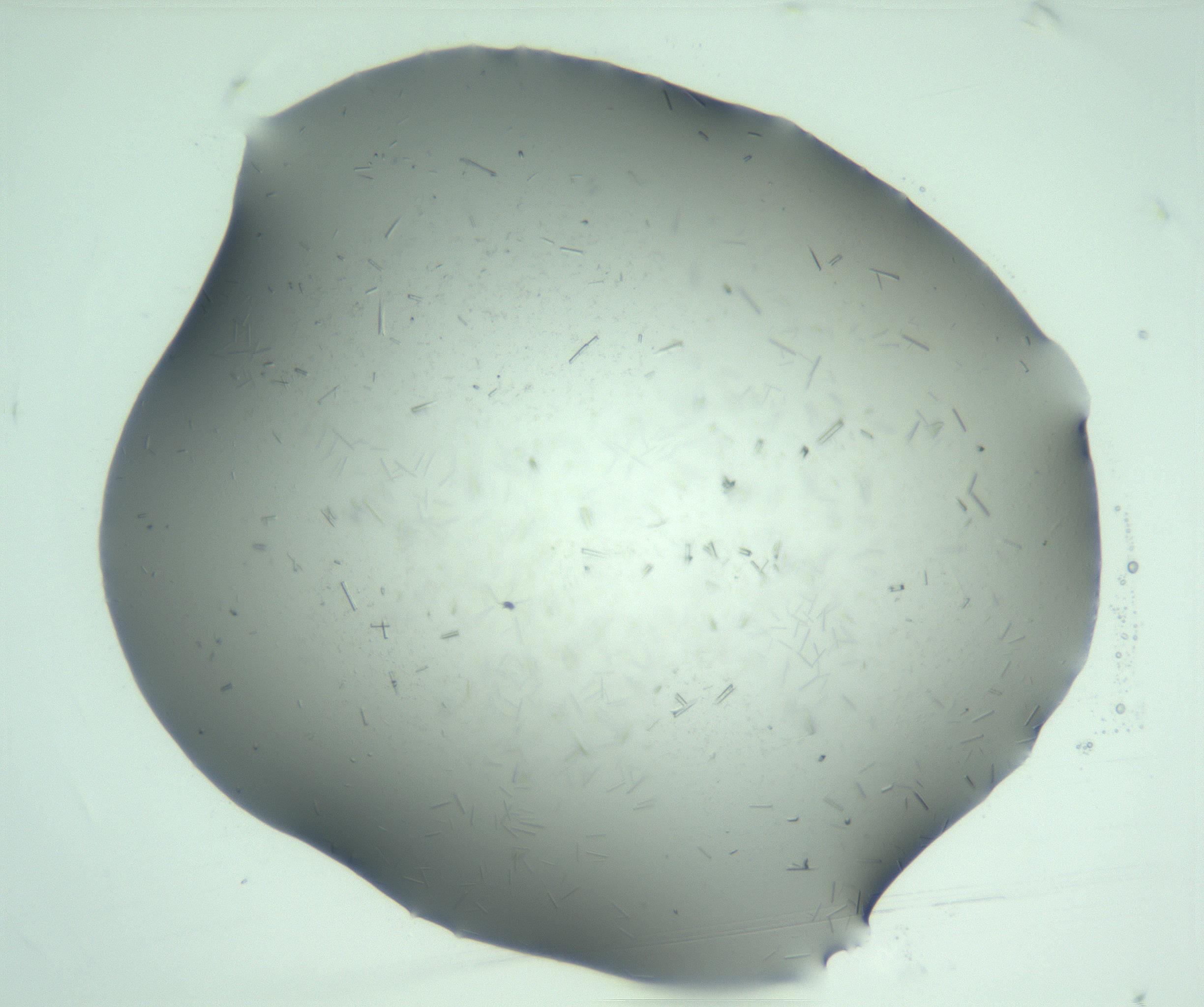 RI01_03_000_0212_Proj1_Clon1_MC_0000MC103274_002_170214_04_01_01_00_99_002_001_RAI.jpg