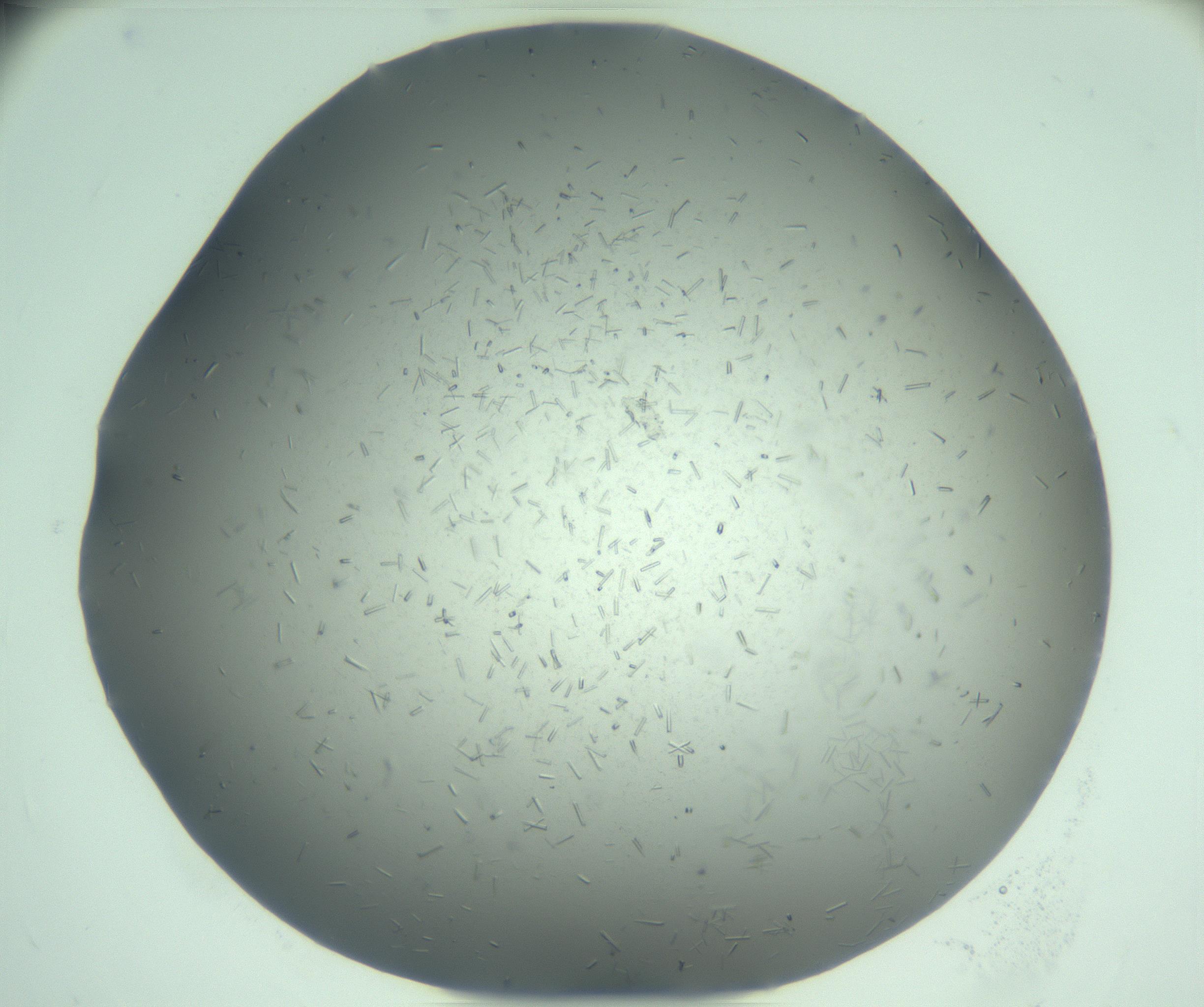 RI01_03_000_0212_Proj1_Clon1_MC_0000MC103274_002_170214_04_01_02_00_99_002_001_RAI.jpg