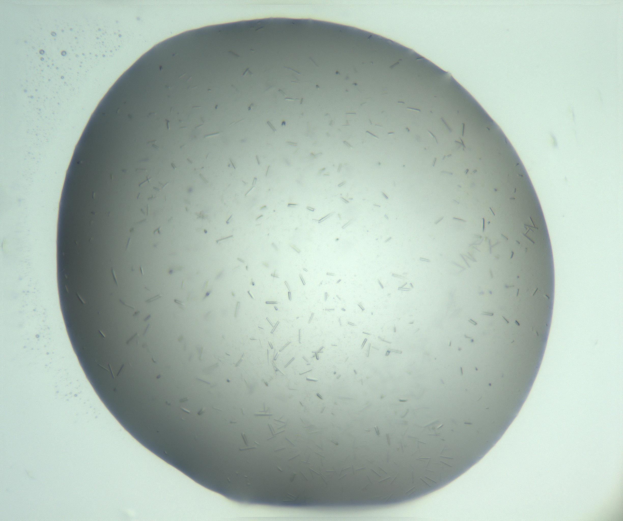 RI01_03_000_0212_Proj1_Clon1_MC_0000MC103274_002_170214_04_02_01_00_99_002_001_RAI.jpg