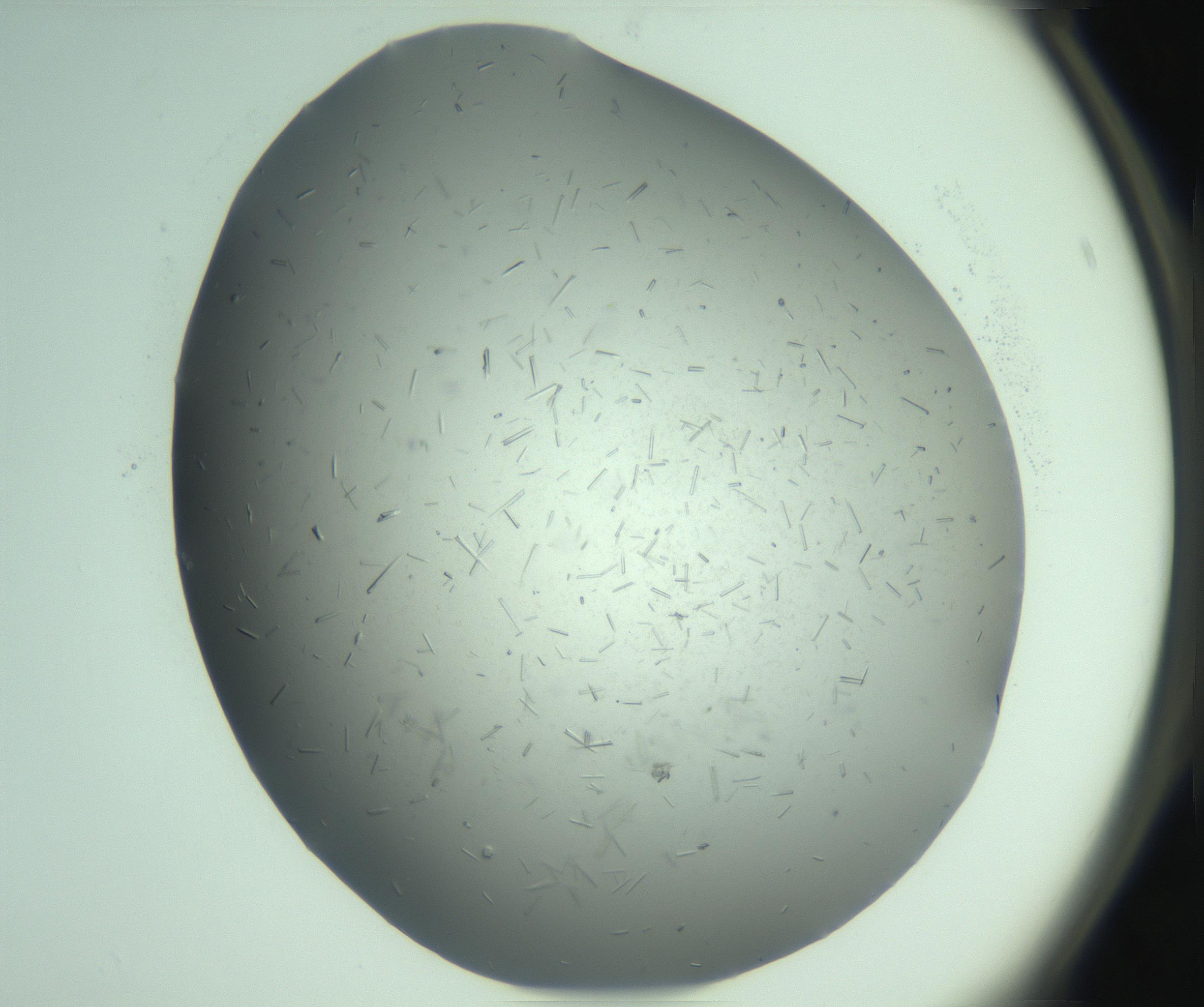 RI01_03_000_0212_Proj1_Clon1_MC_0000MC103274_002_170214_04_02_02_00_99_002_001_RAI.jpg