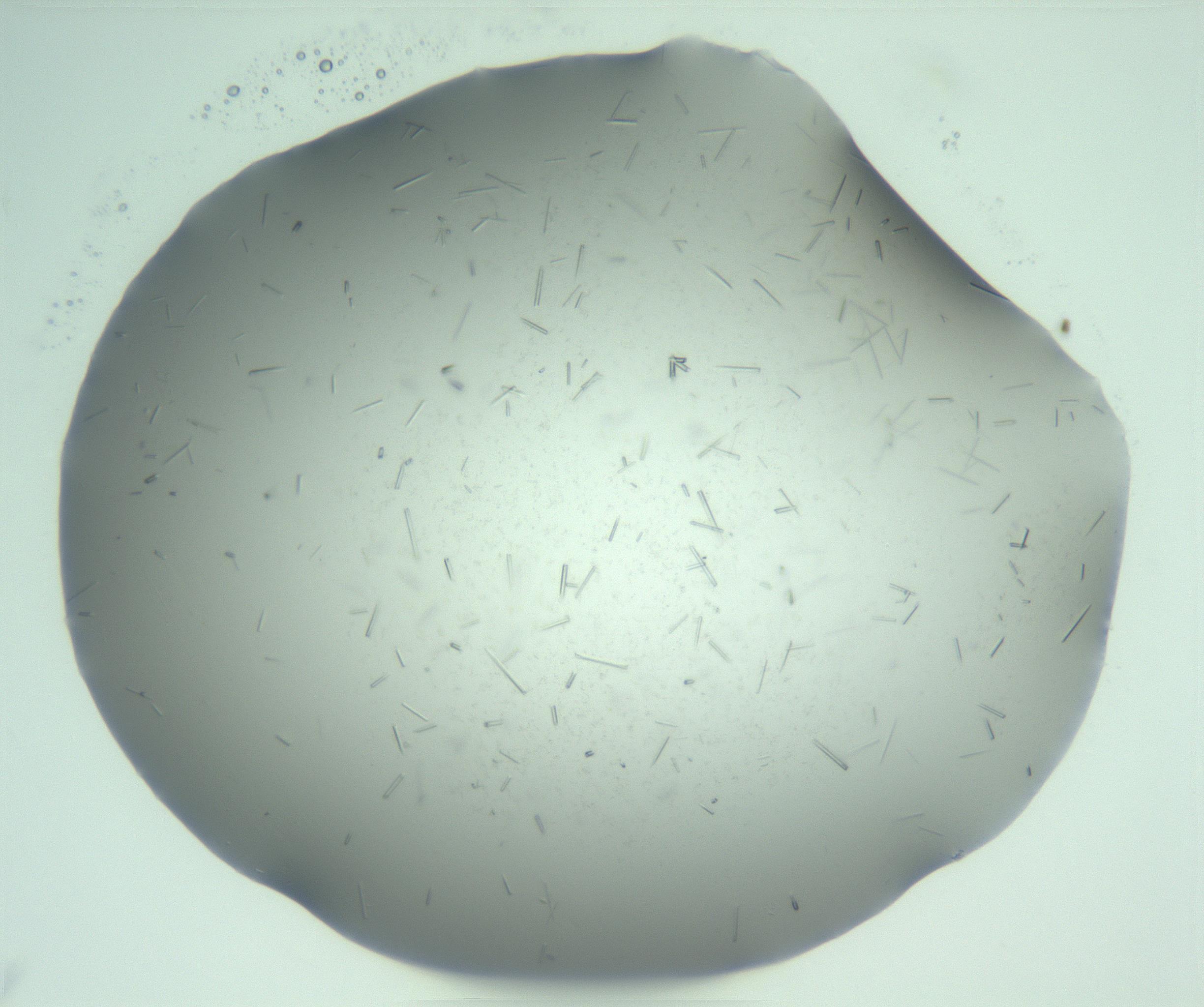 RI01_03_000_0212_Proj1_Clon1_MC_0000MC103274_002_170214_04_03_01_00_99_002_001_RAI.jpg