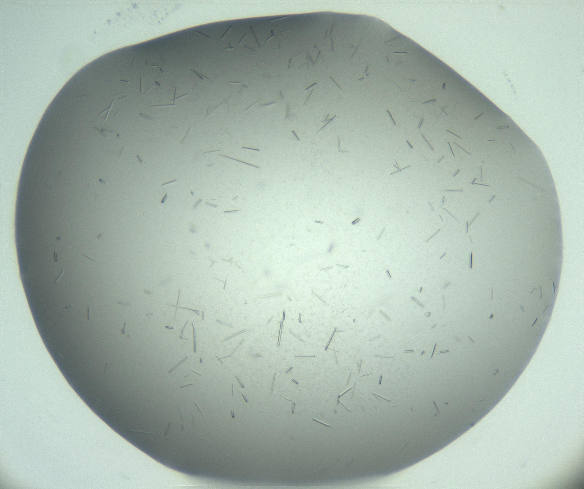 RI01_03_000_0212_Proj1_Clon1_MC_0000MC103274_002_170214_04_03_02_00_99_002_001_RAI.jpg
