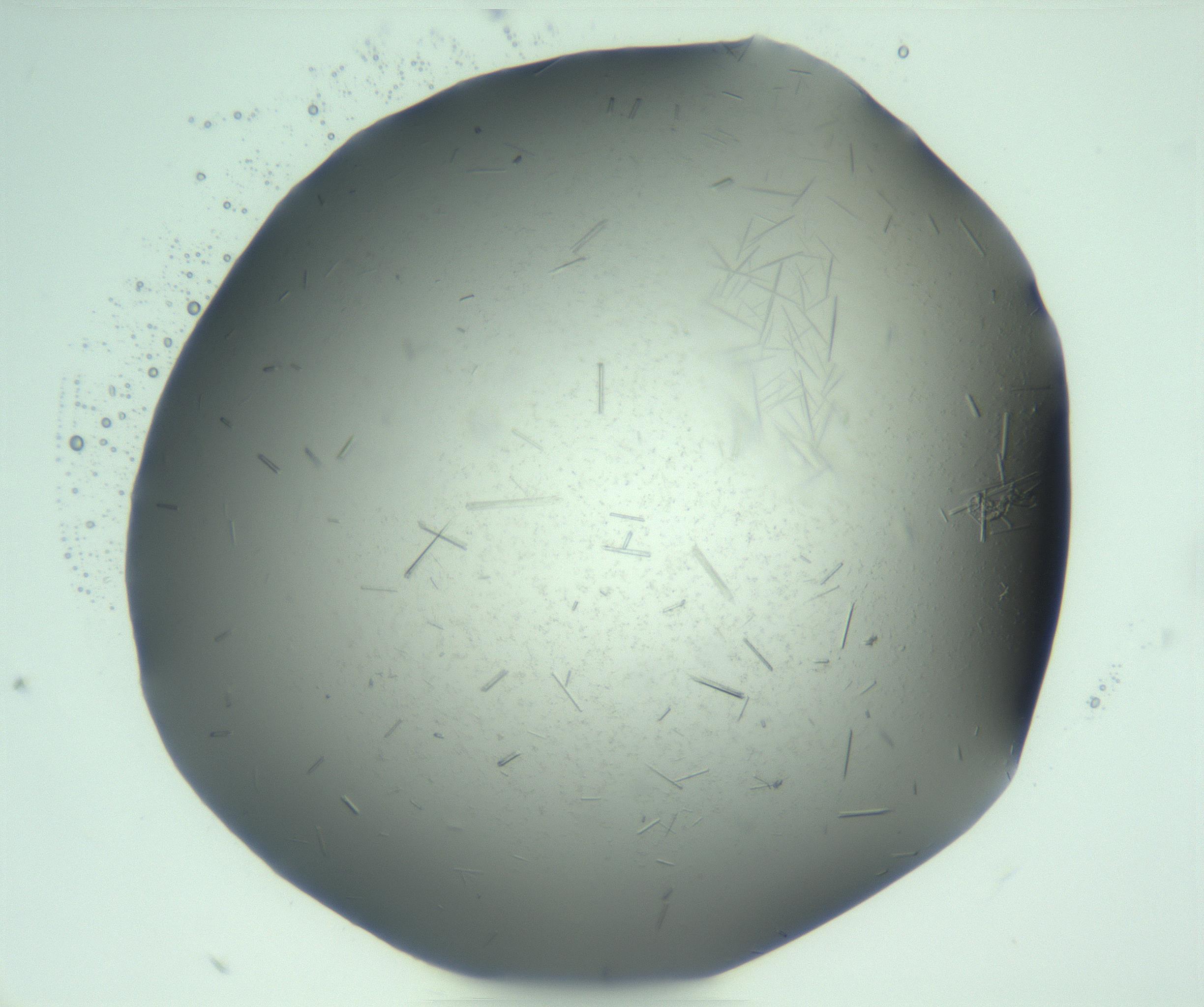 RI01_03_000_0212_Proj1_Clon1_MC_0000MC103274_002_170214_04_04_01_00_99_002_001_RAI.jpg
