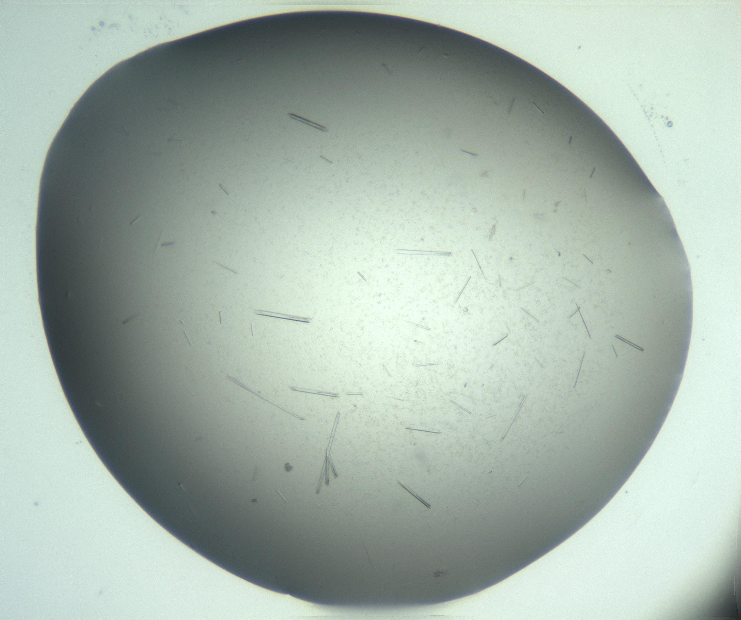 RI01_03_000_0212_Proj1_Clon1_MC_0000MC103274_002_170214_04_04_02_00_99_002_001_RAI.jpg