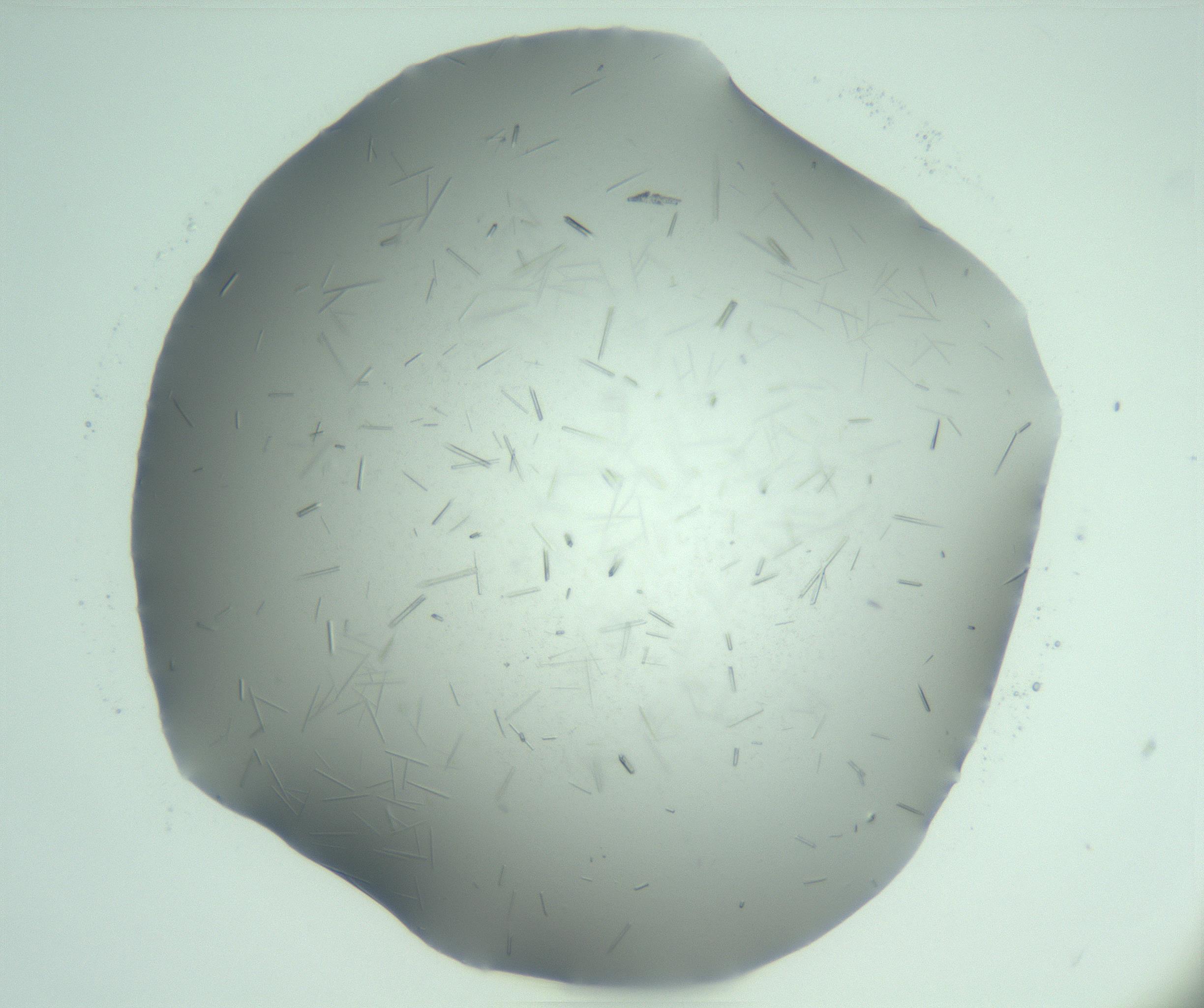 RI01_03_000_0212_Proj1_Clon1_MC_0000MC103274_002_170214_04_06_01_00_99_002_001_RAI.jpg